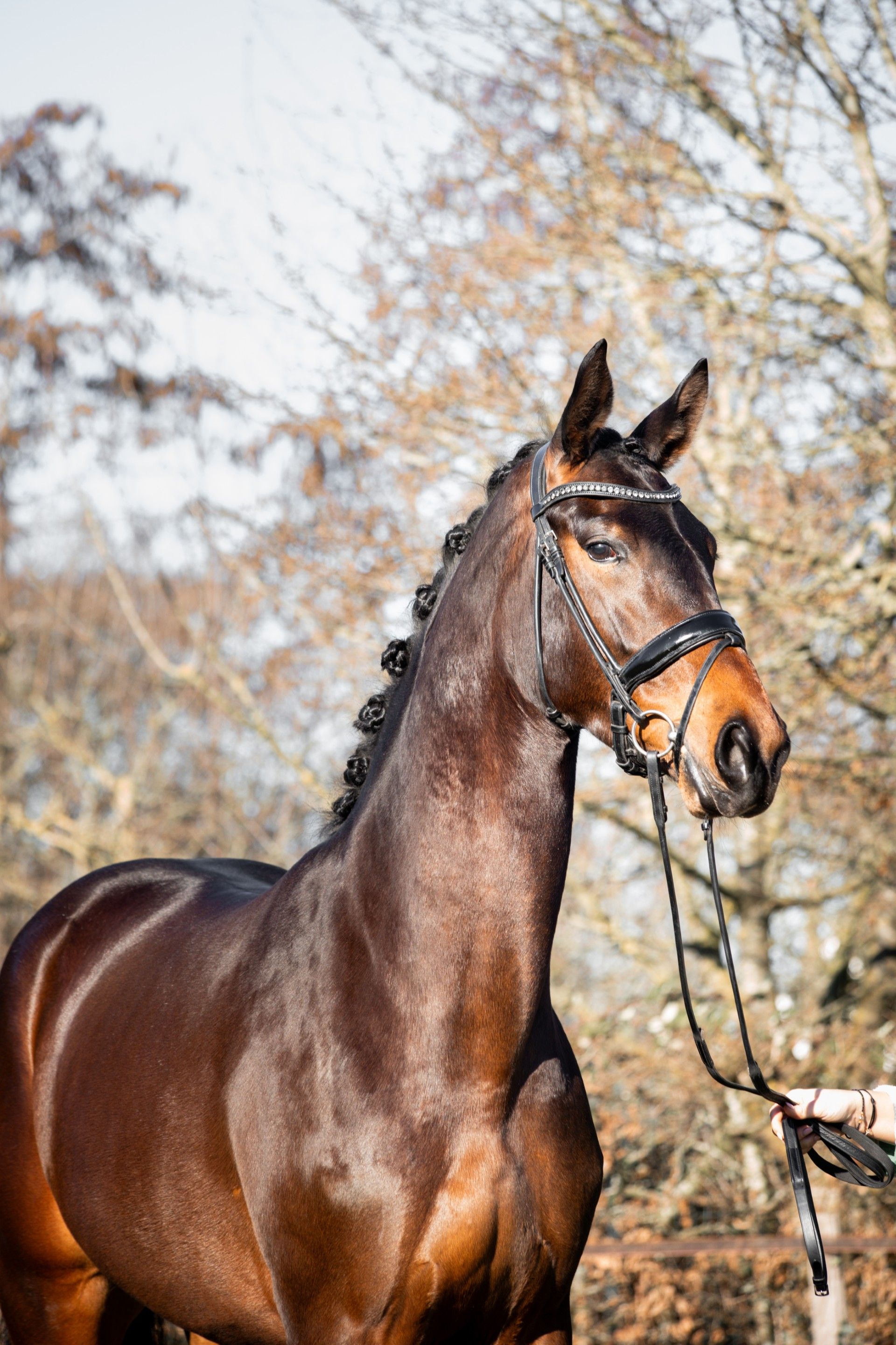 KWPN dressuurpaard Merrie 5 years old Bruin for sale - Main photo
