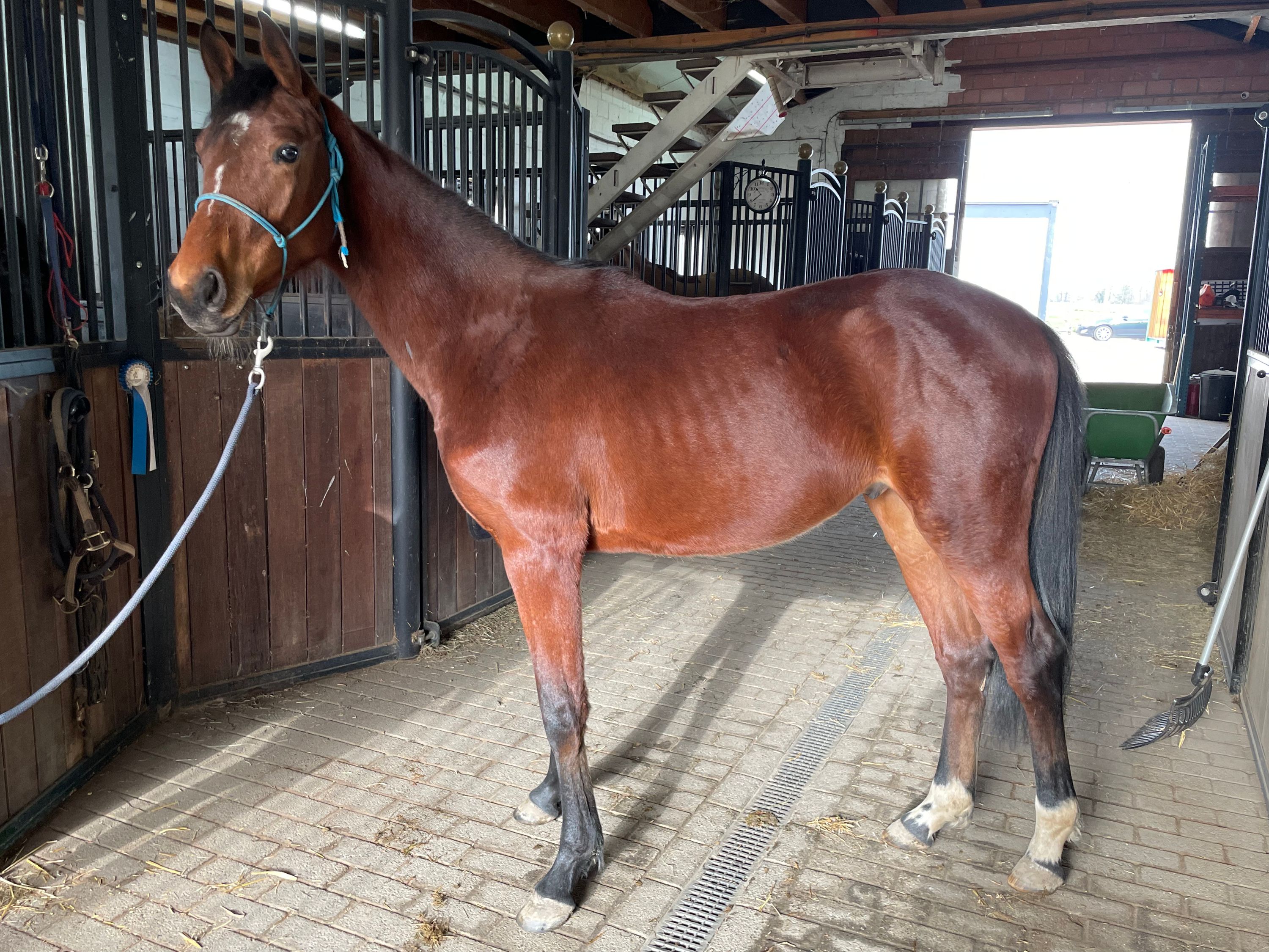 bwp springpaard ruin 2 years old bruin for sale - Main photo