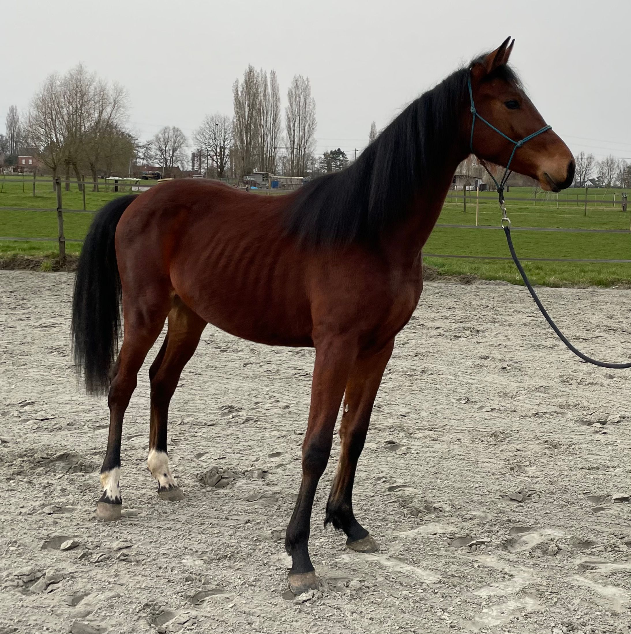 bwp springpaard ruin 2 years old bruin for sale - Photo 2