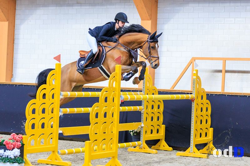 Experienced show jumper - Photo 3