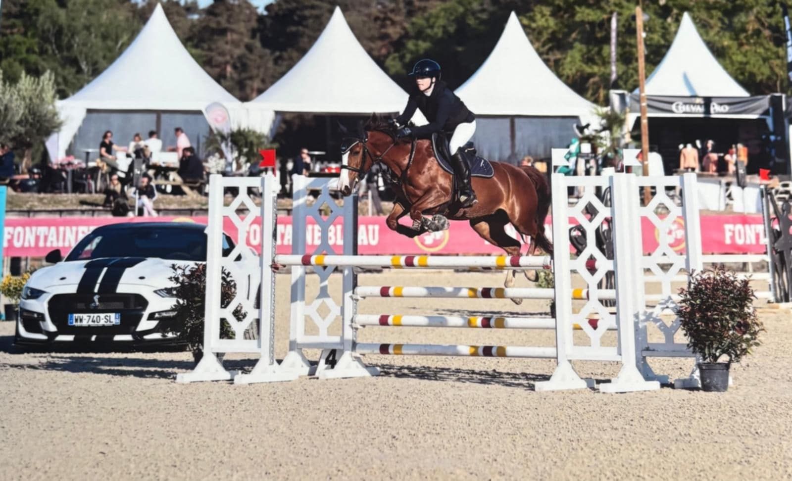 franse-pony pony merrie 7 years old for sale - Main photo