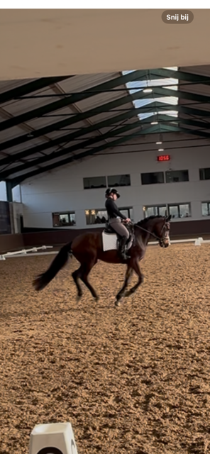 BWP dressuurpaard Ruin 4 jaar Bruin te koop - Hoofdfoto