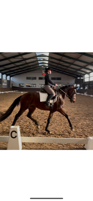 BWP dressuurpaard Ruin 4 jaar Bruin te koop - Foto 2