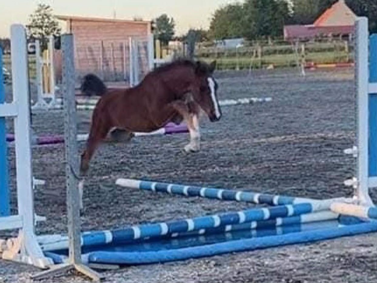 bwp springpaard merrie 5 years old bruin for sale - Photo 5