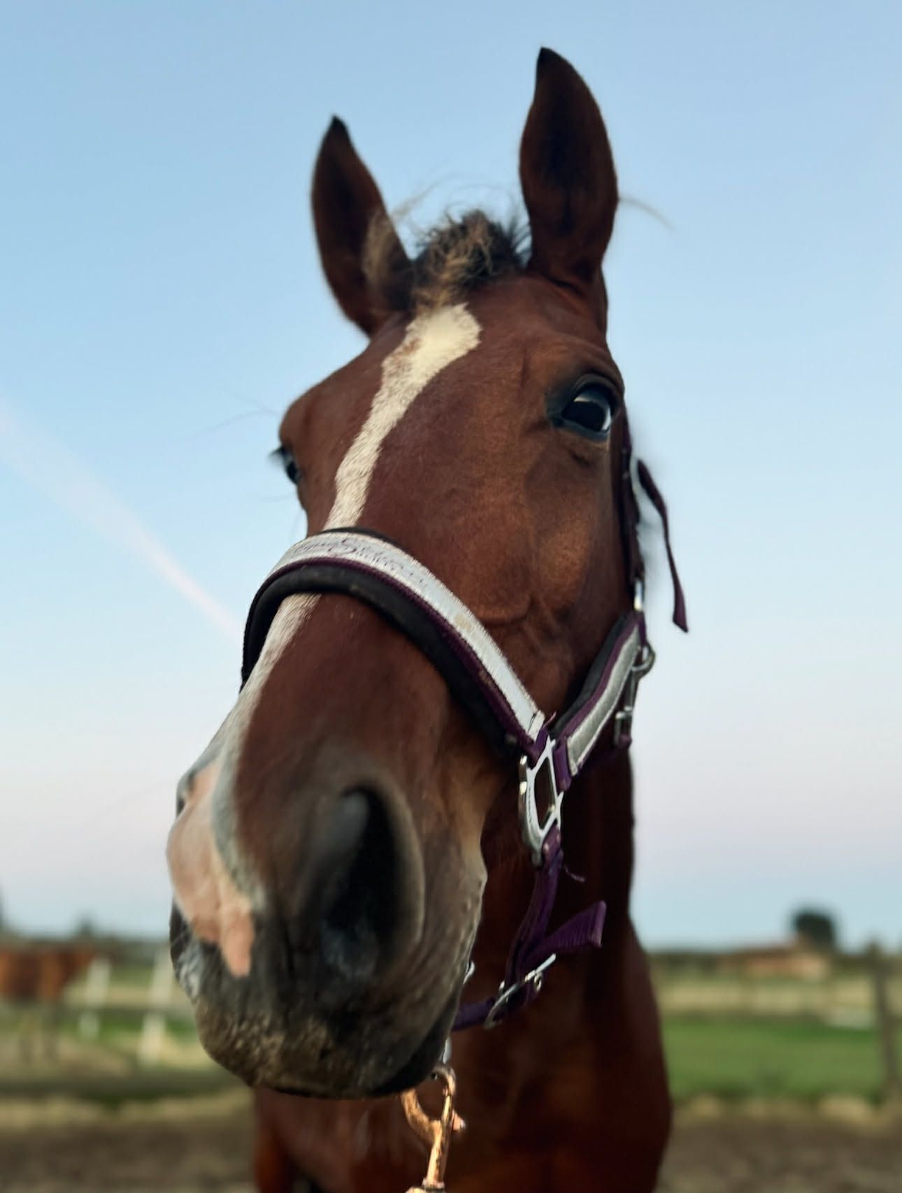 bwp springpaard merrie 5 years old bruin for sale - Photo 6