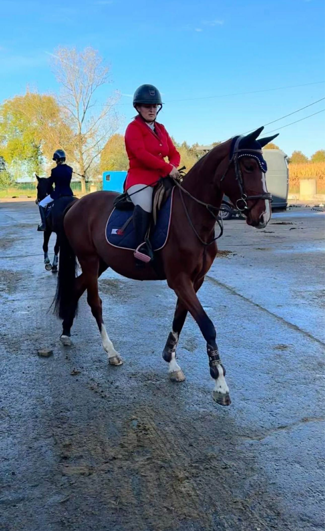 bwp springpaard merrie 5 years old bruin for sale - Photo 4