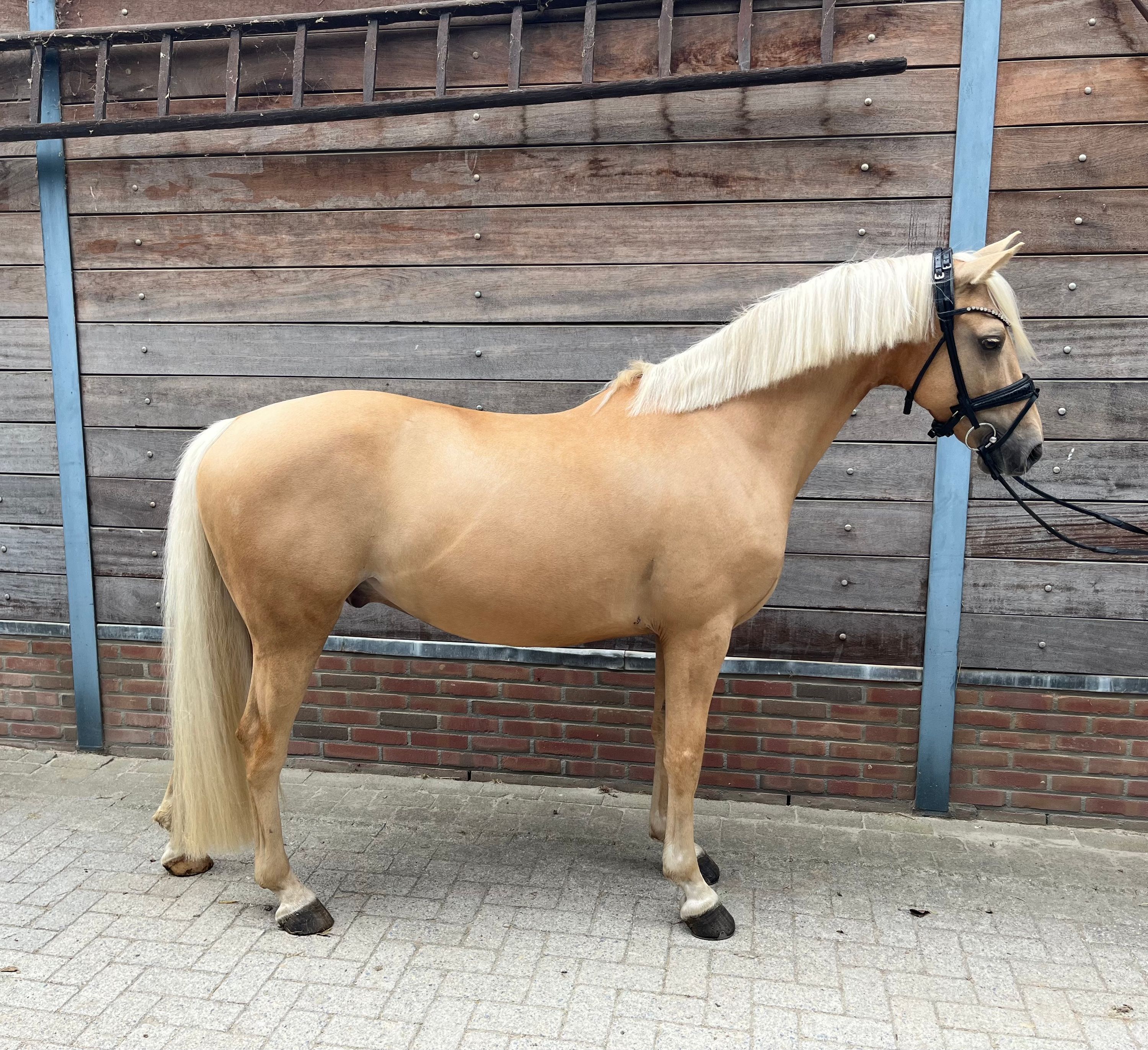 duitse-rijpony dressuurpony ruin 8 歳 palomino 売り出し中 - 写真 2