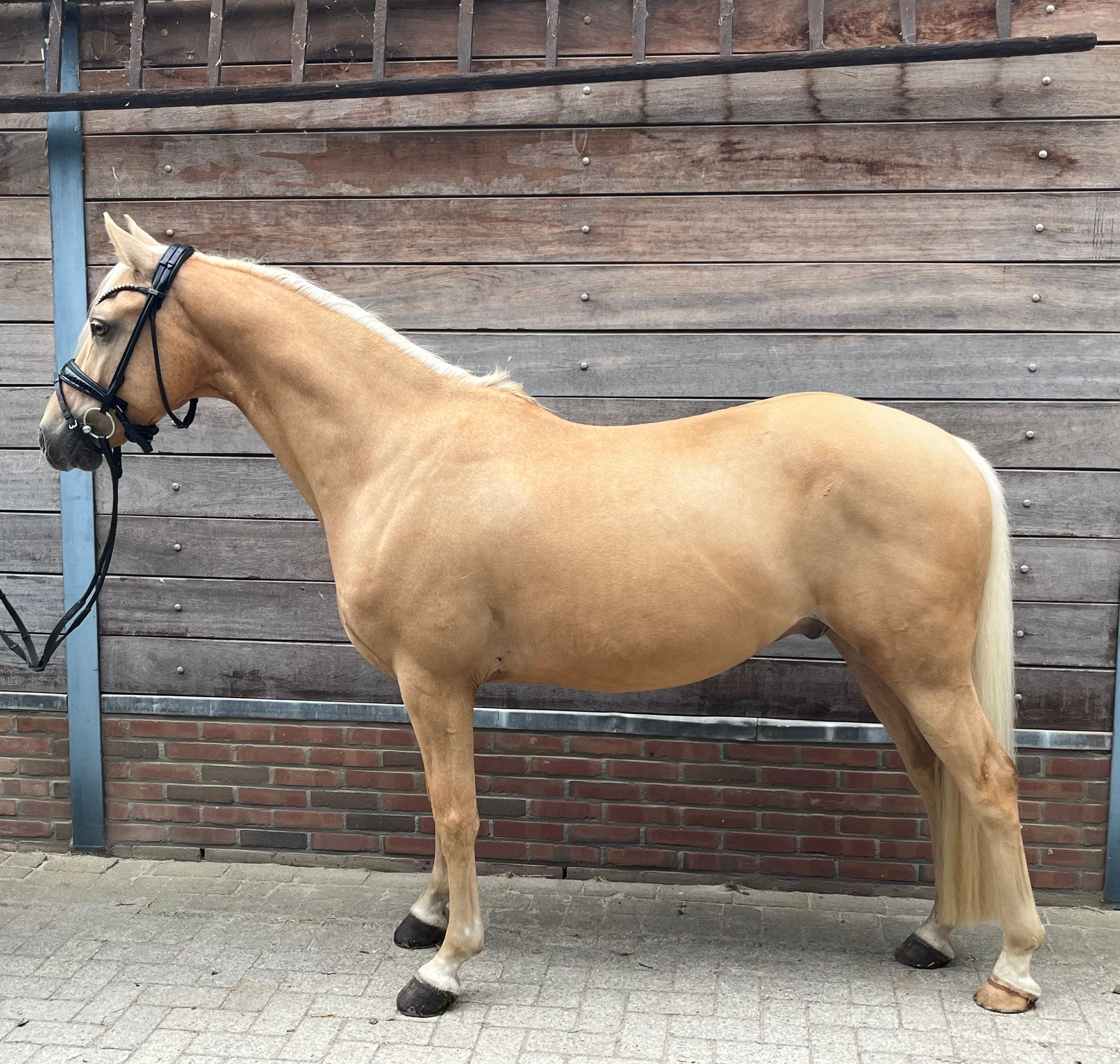duitse-rijpony dressuurpony ruin 8 歳 palomino 売り出し中 - 写真 3