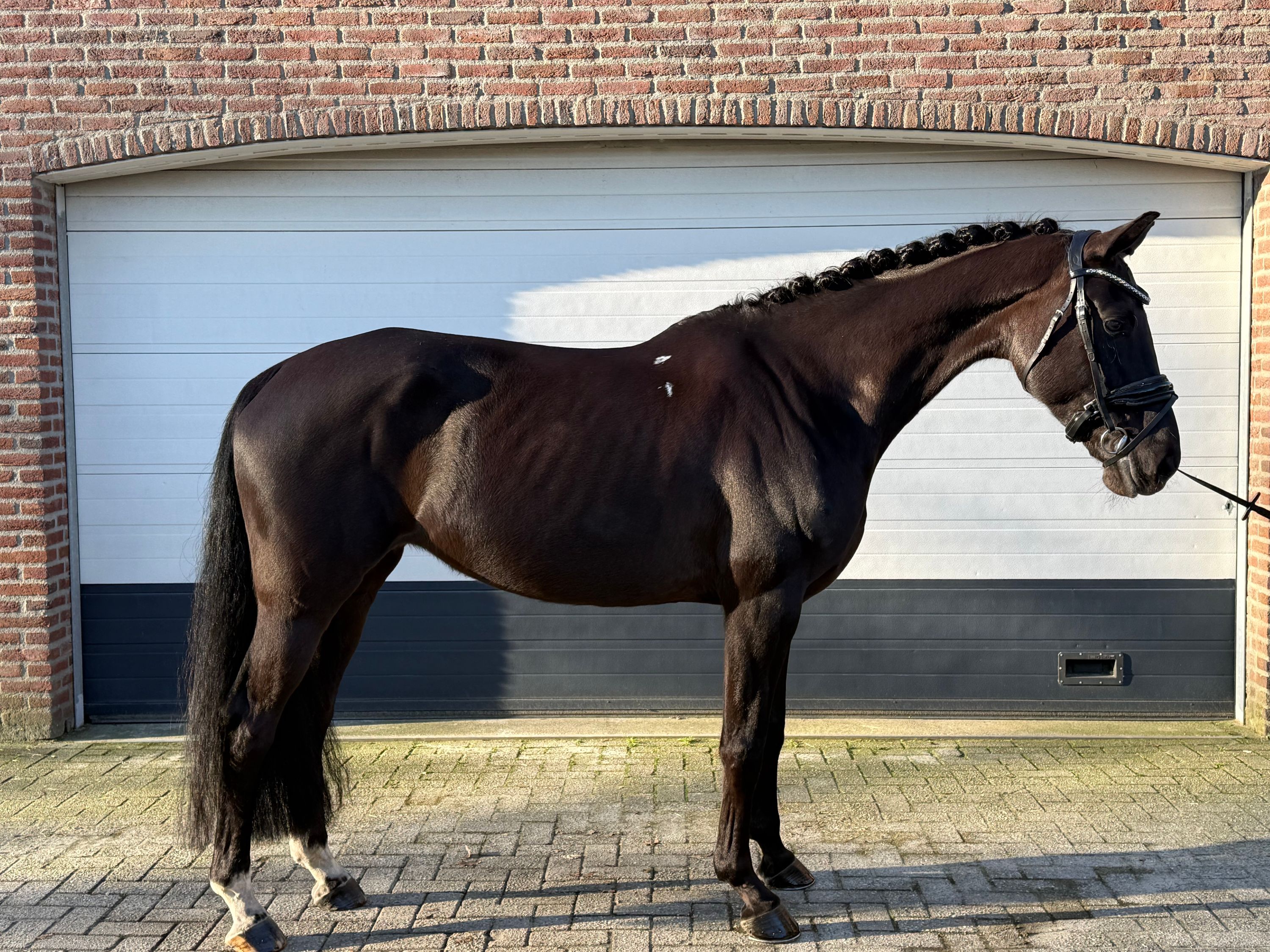 kwpn dressuurpaard Merrie 6 years old zwart for sale - Photo 2