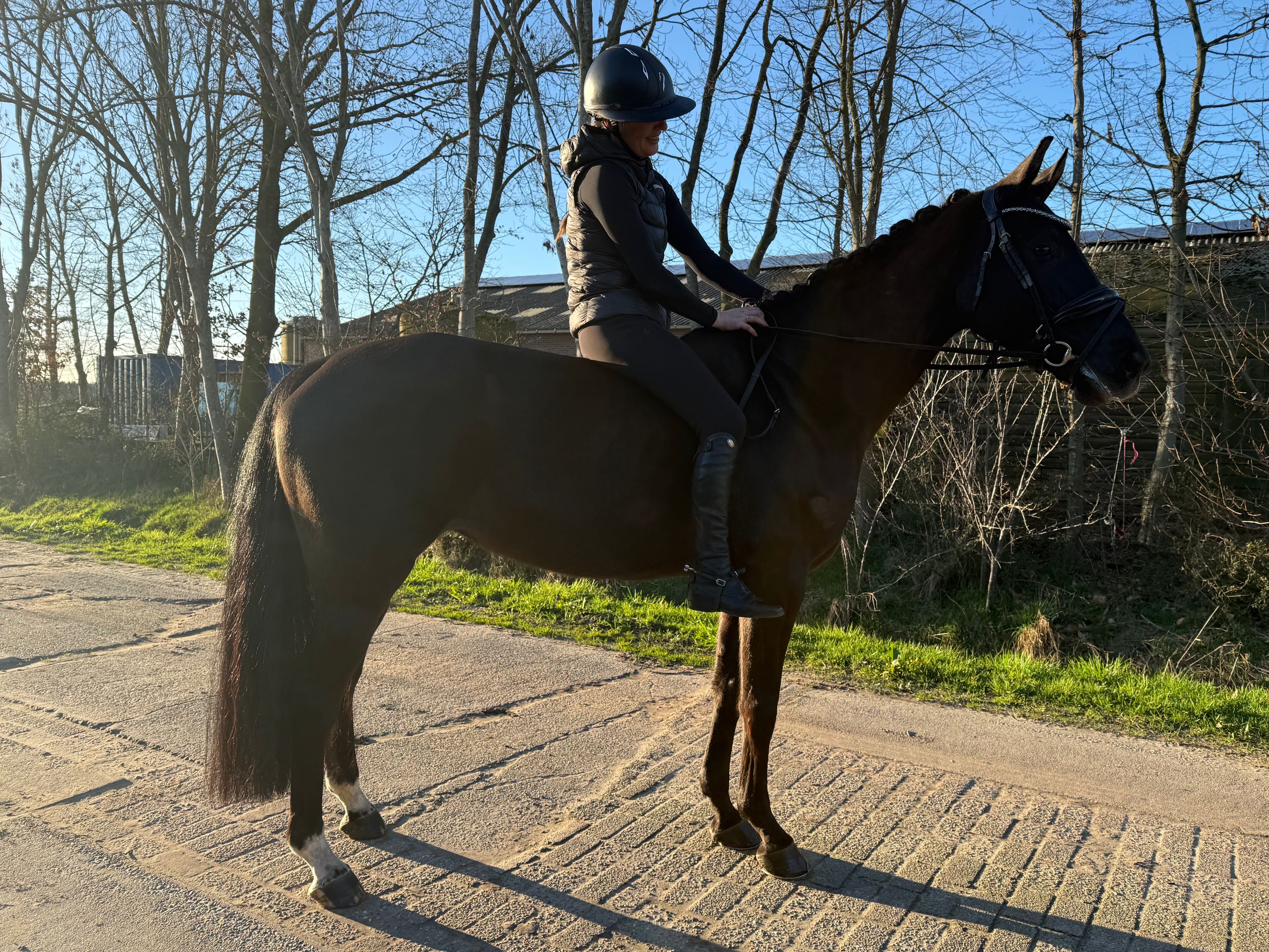 kwpn dressuurpaard Merrie 6 years old zwart for sale - Main photo