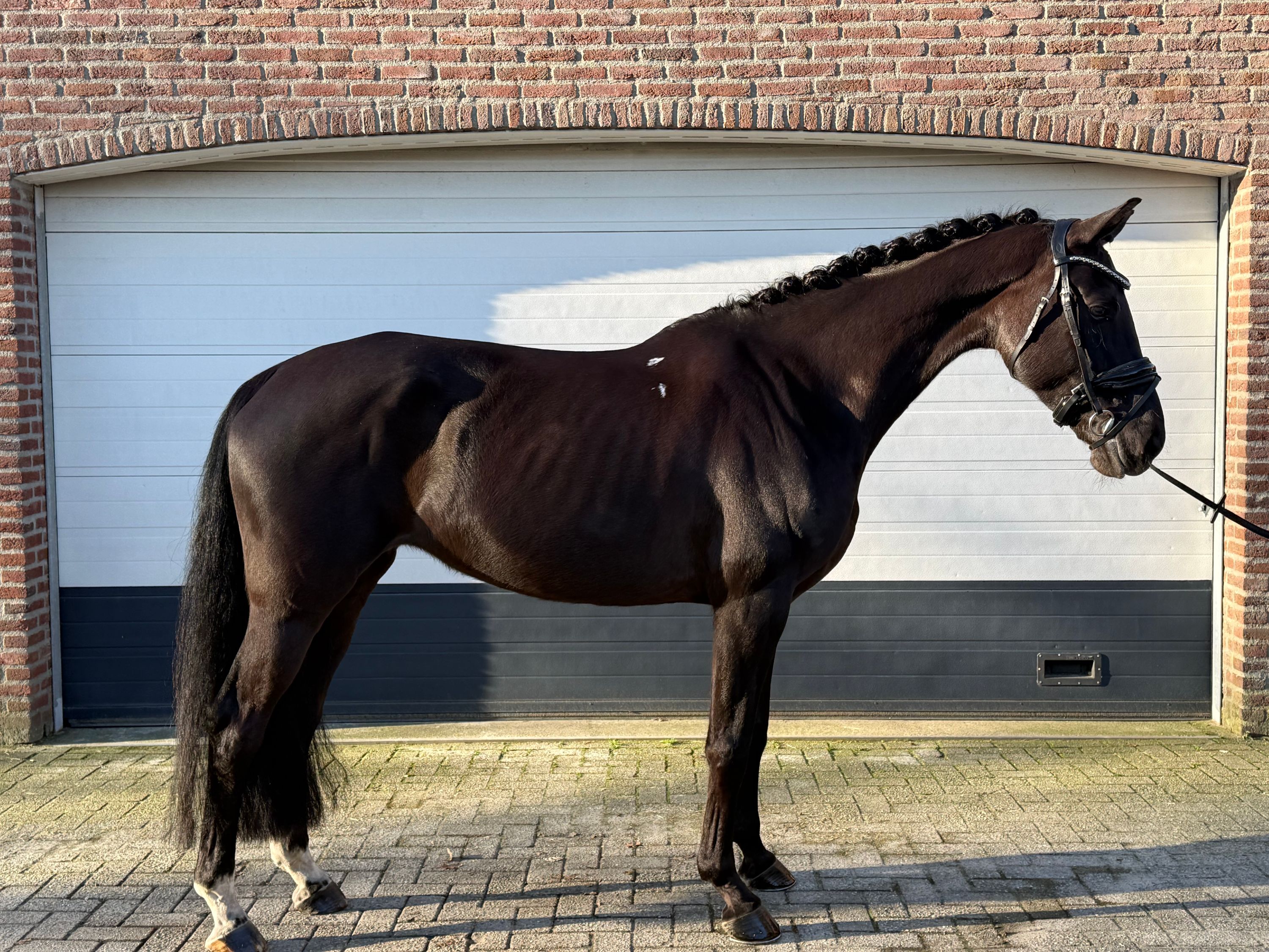 kwpn dressuurpaard Merrie 6 years old zwart for sale - Photo 3