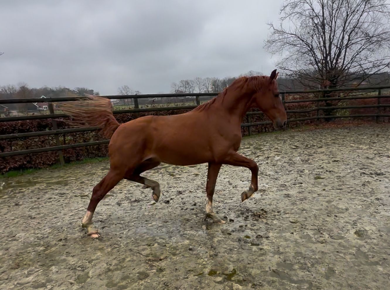 kwpn dressuurpaard hengst 3 ani vos de vânzare - Foto 3