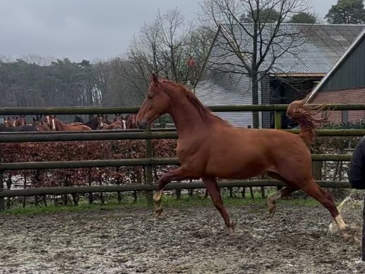 kwpn dressuurpaard hengst 3 ani vos de vânzare - Foto 2