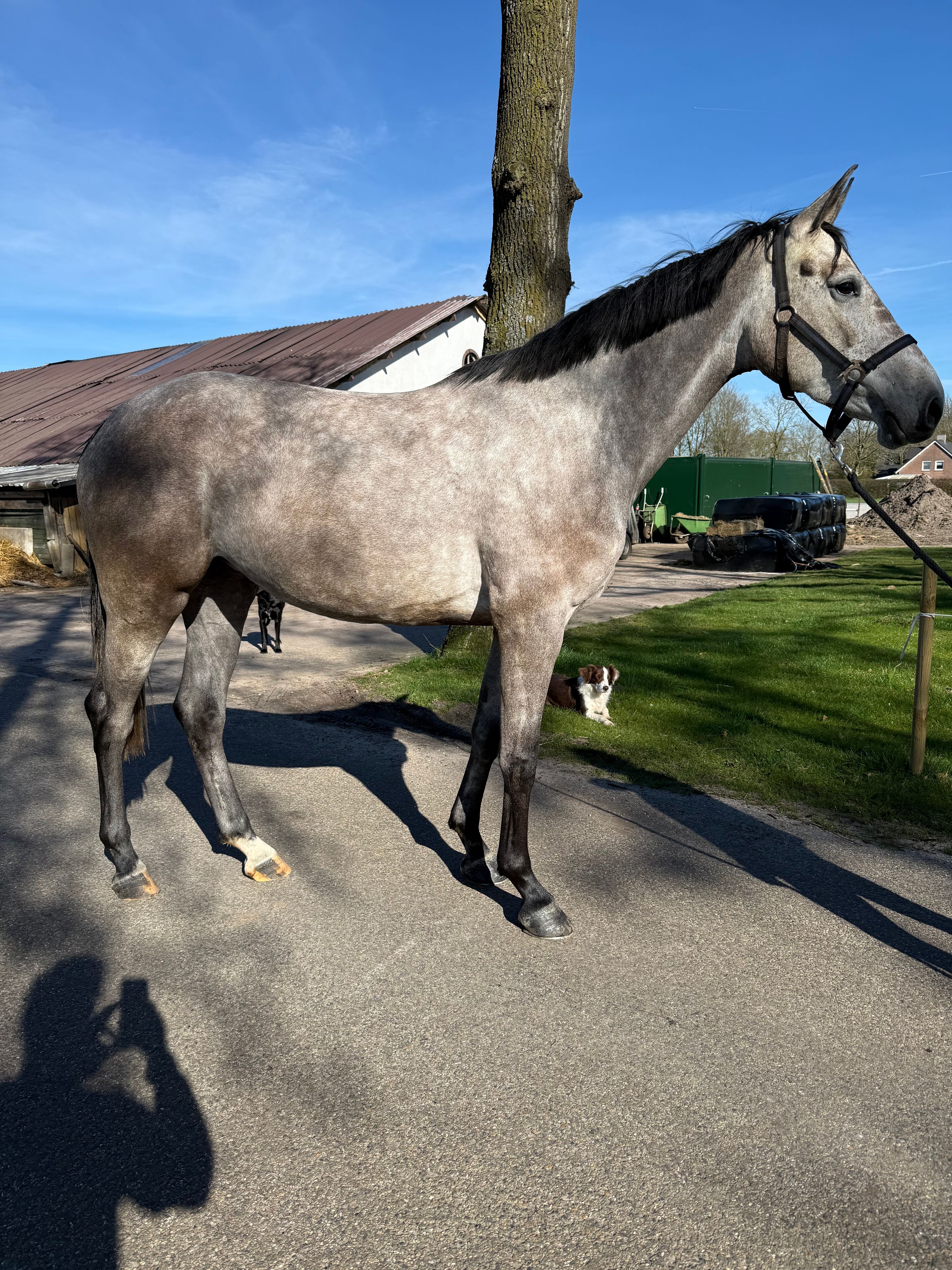 springpaard 4 Jahre alt zu verkaufen - Foto 2