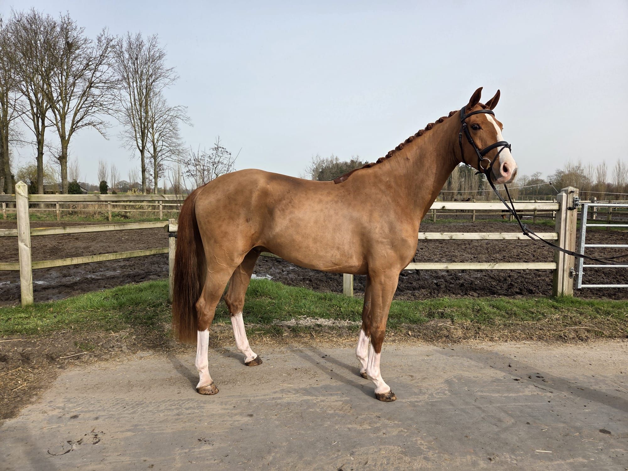 QC For Finest castrado de 4 anos (gelding)