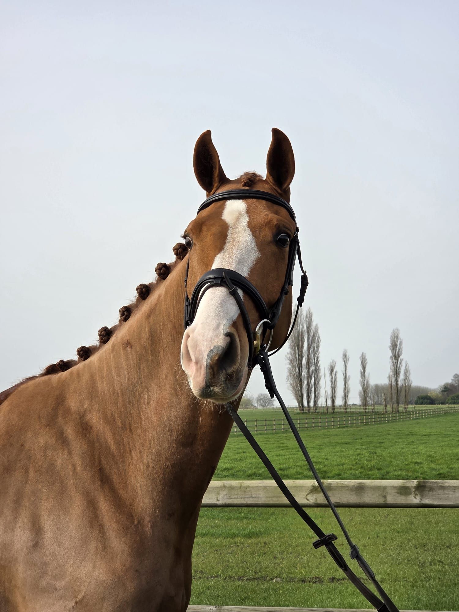 oldenburg dressuurpaard ruin 4 ans vos à vendre - Photo 2