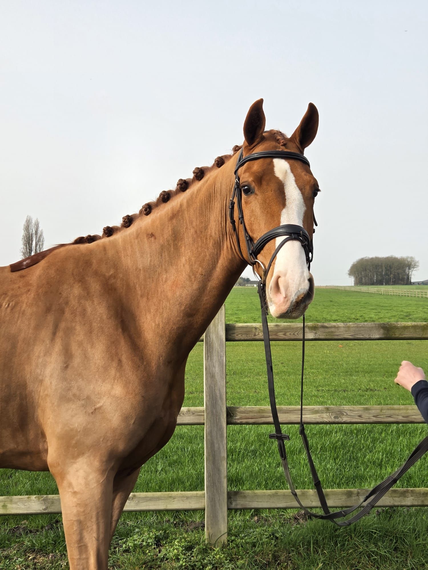 oldenburg dressuurpaard ruin 4 ans vos à vendre - Photo 3