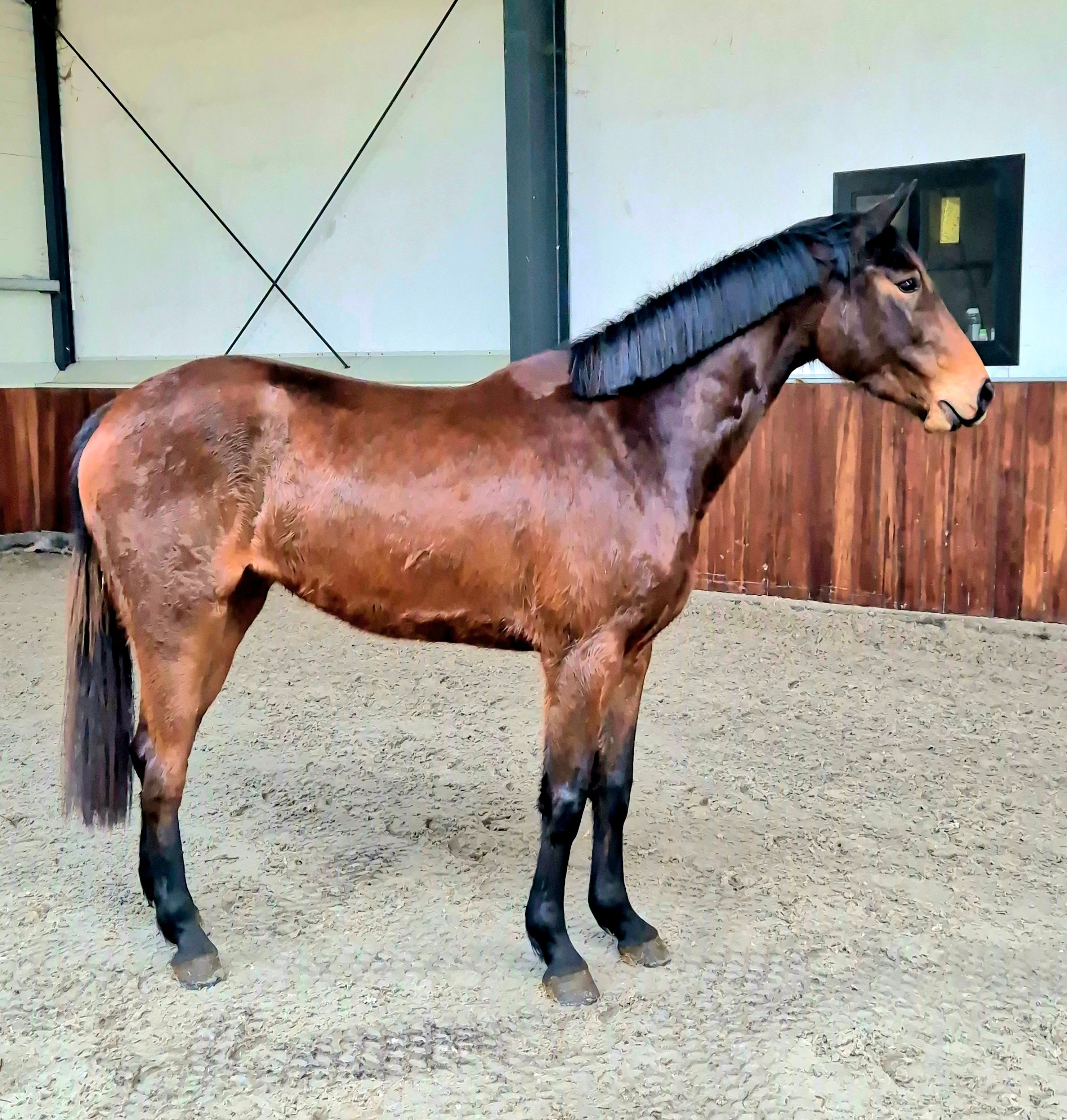 Nice mare