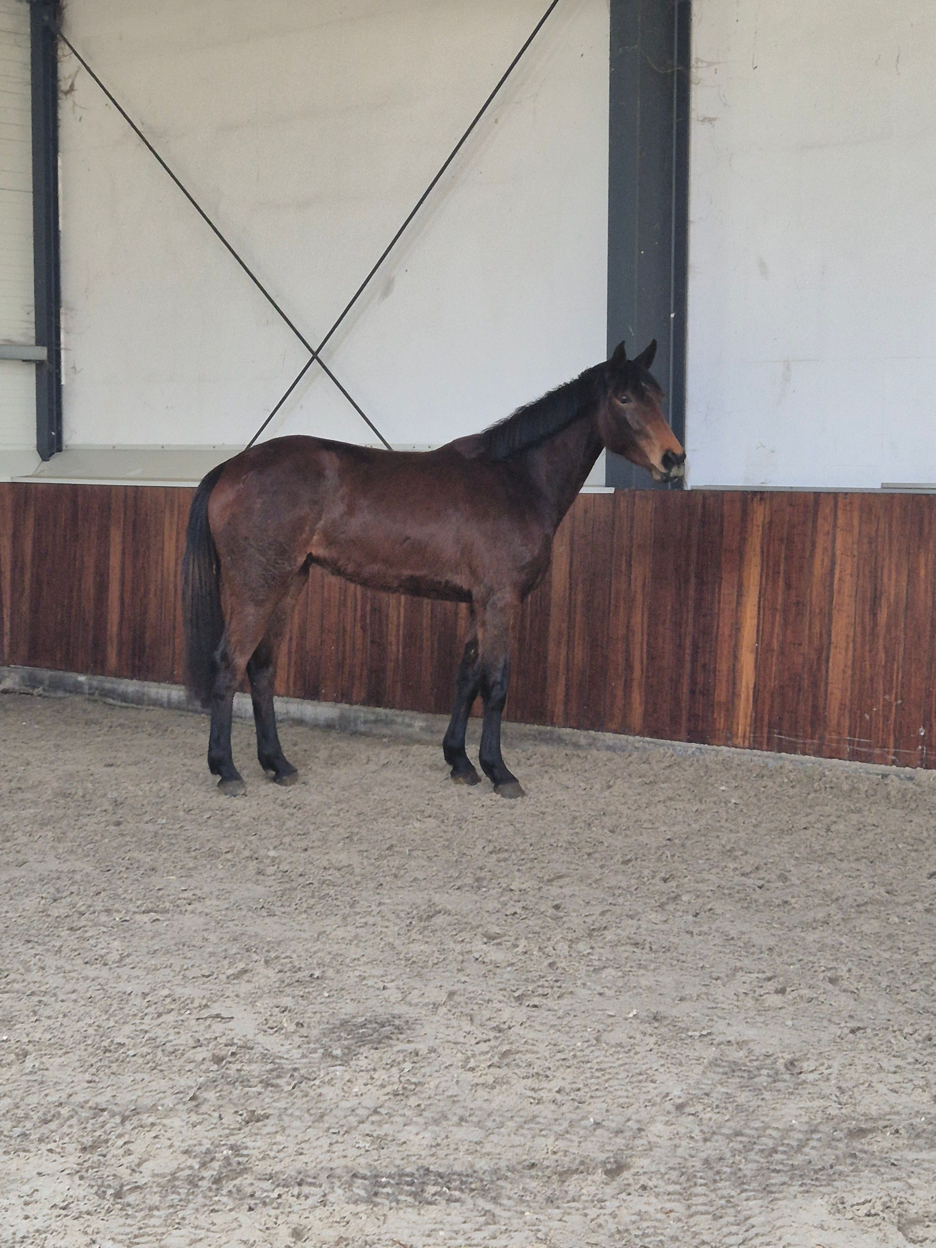 zangersheide springpaard merrie 3 years old for sale - Photo 2