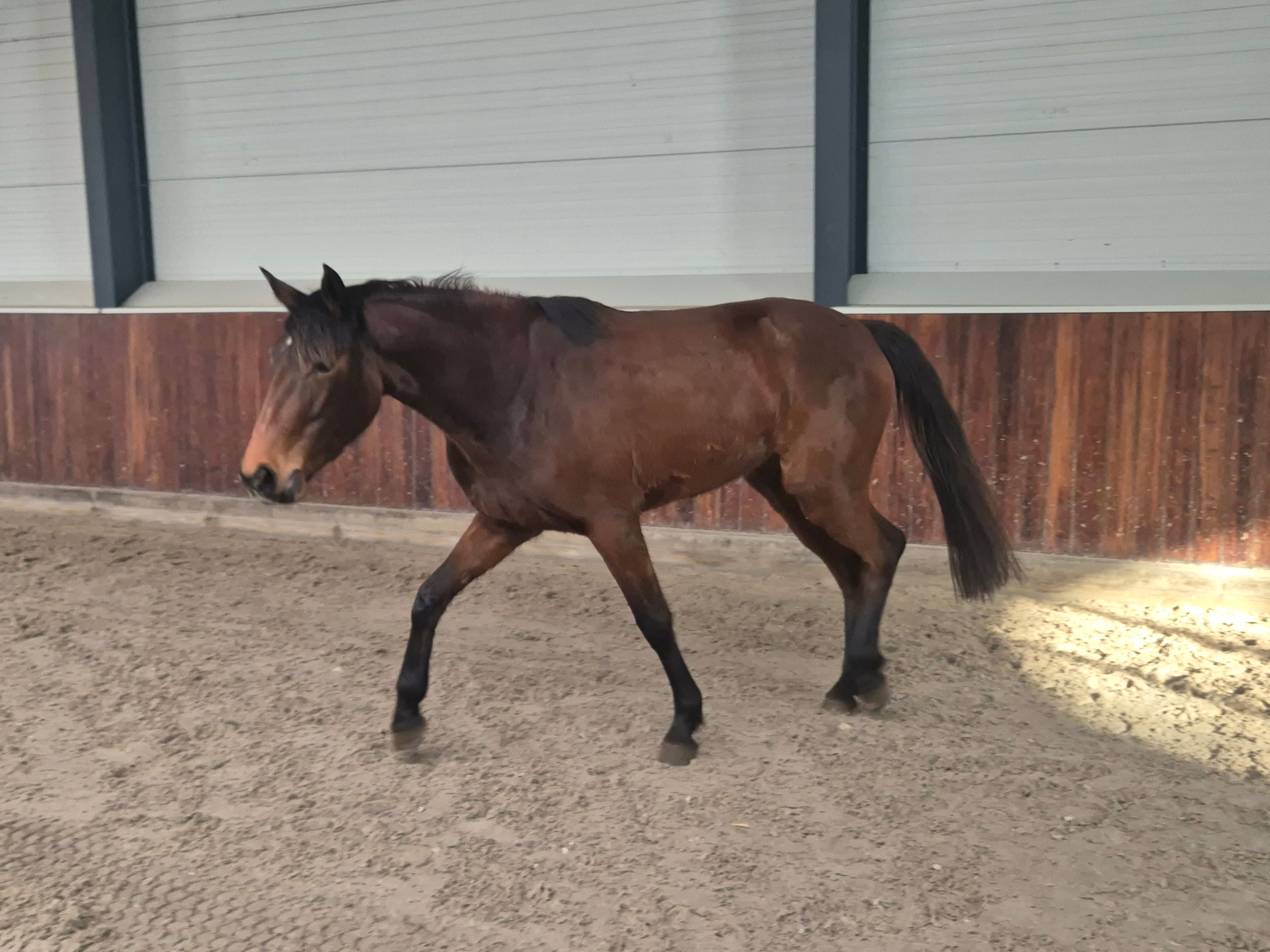 zangersheide springpaard merrie 3 years old for sale - Photo 3