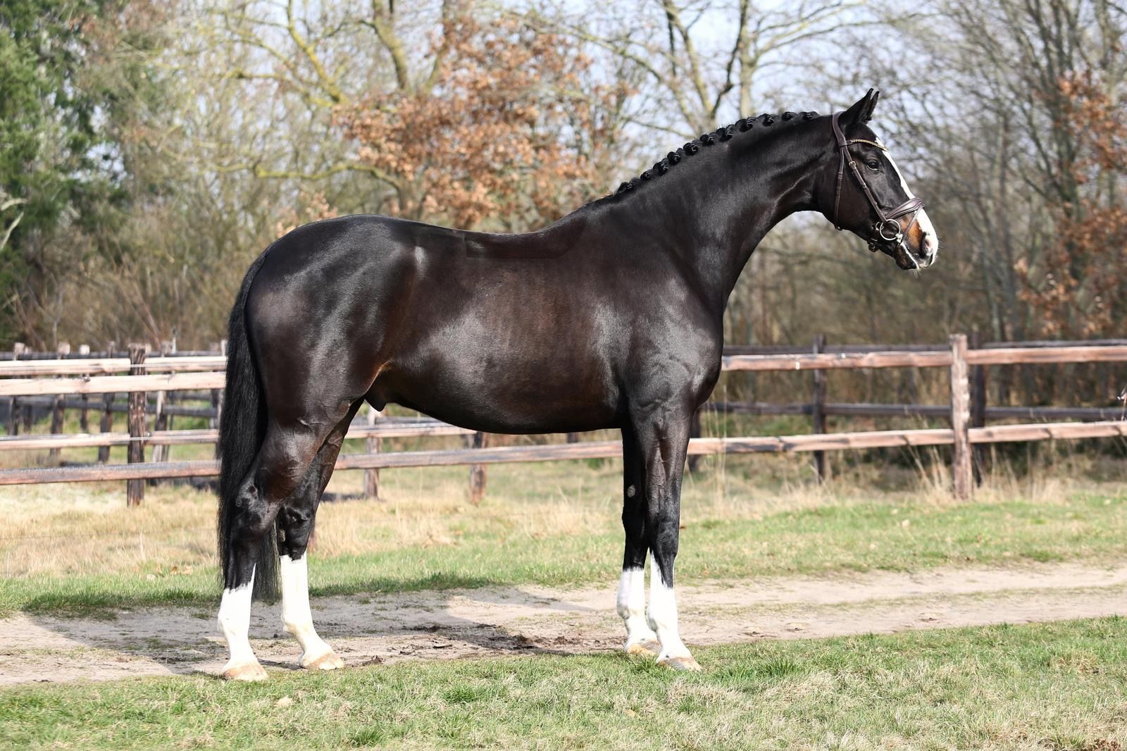 kwpn dressuurpaard ruin 6 years old donkerbruin for sale - Photo 2