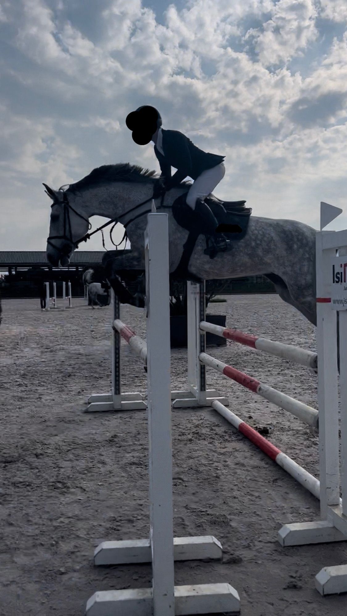bwp springpaard merrie 8 Jahre alt schimmel zu verkaufen - Foto 5