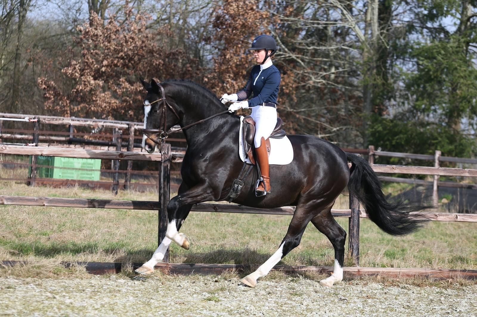 kwpn dressuurpaard ruin 6 years old donkerbruin for sale - Photo 3