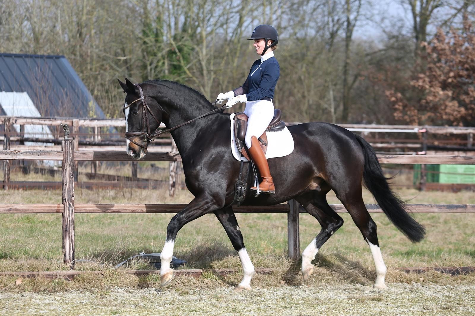 kwpn dressuurpaard ruin 6 years old donkerbruin for sale - Photo 4