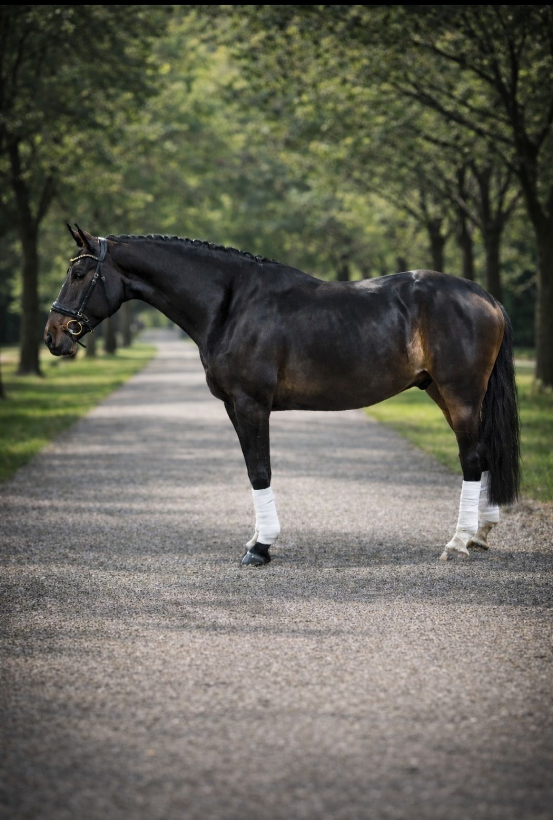 5-year-old gelding Glock’s Toto Jr x Houston