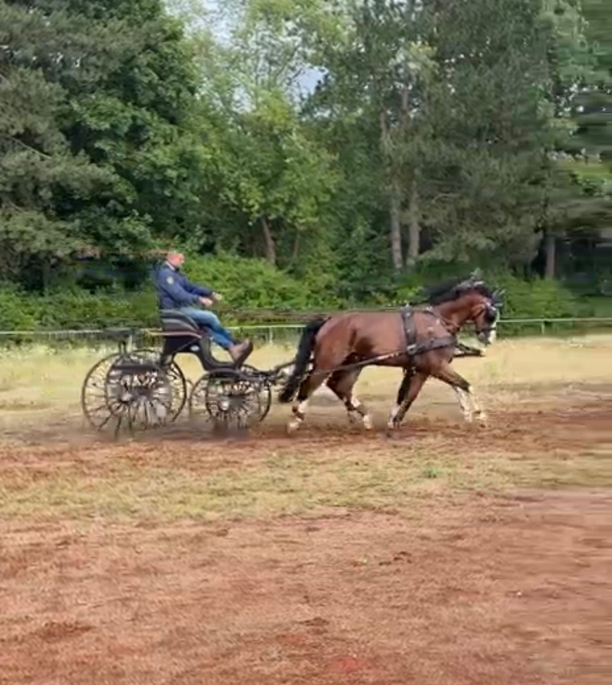 14 jarig tuigpaard ruin, Patijn x Fabricius