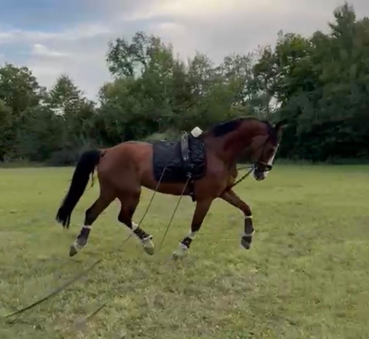 KWPN tuigpaard ruin 14 jaar bruin te koop - Foto 2