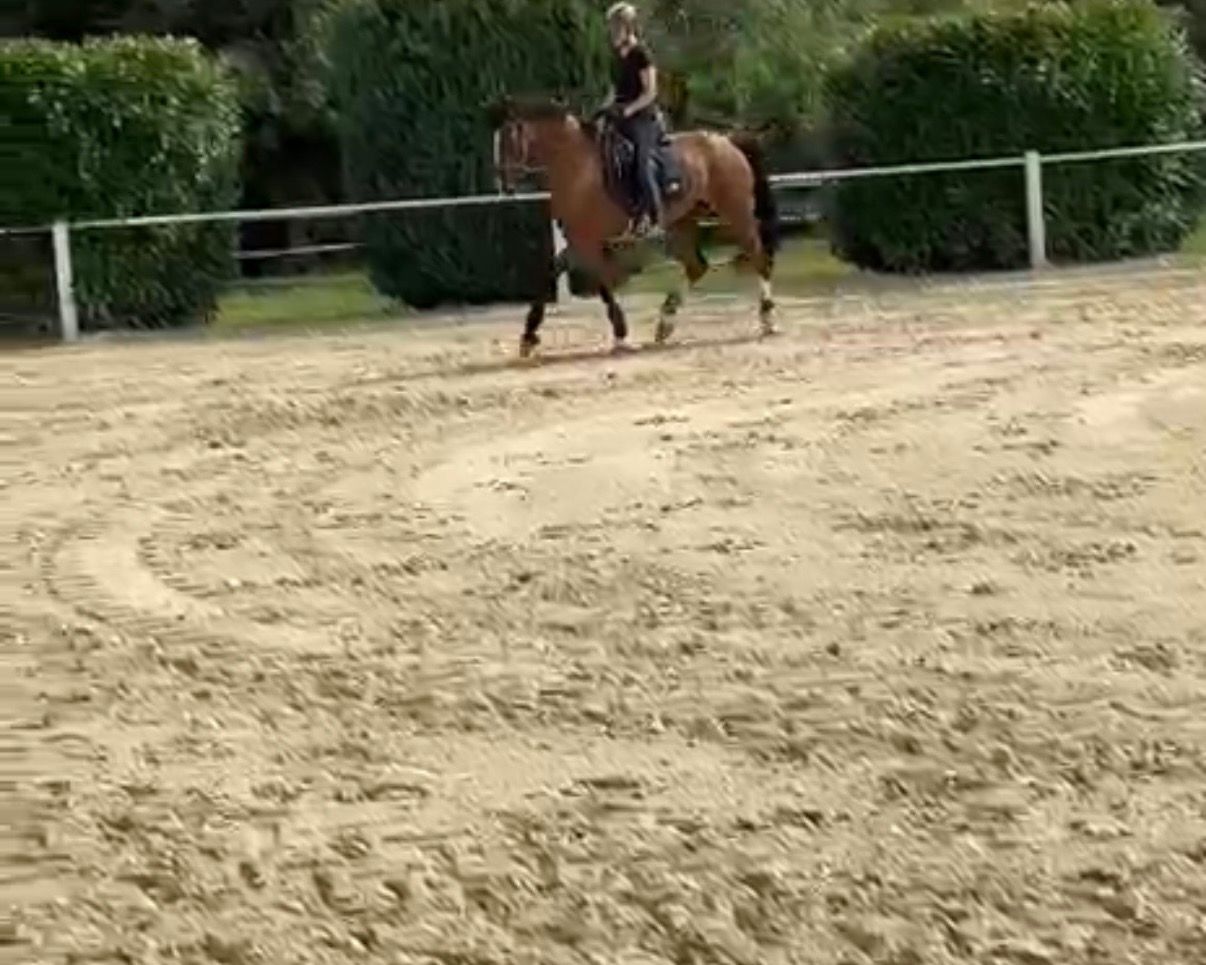 KWPN tuigpaard ruin 14 jaar bruin te koop - Foto 3