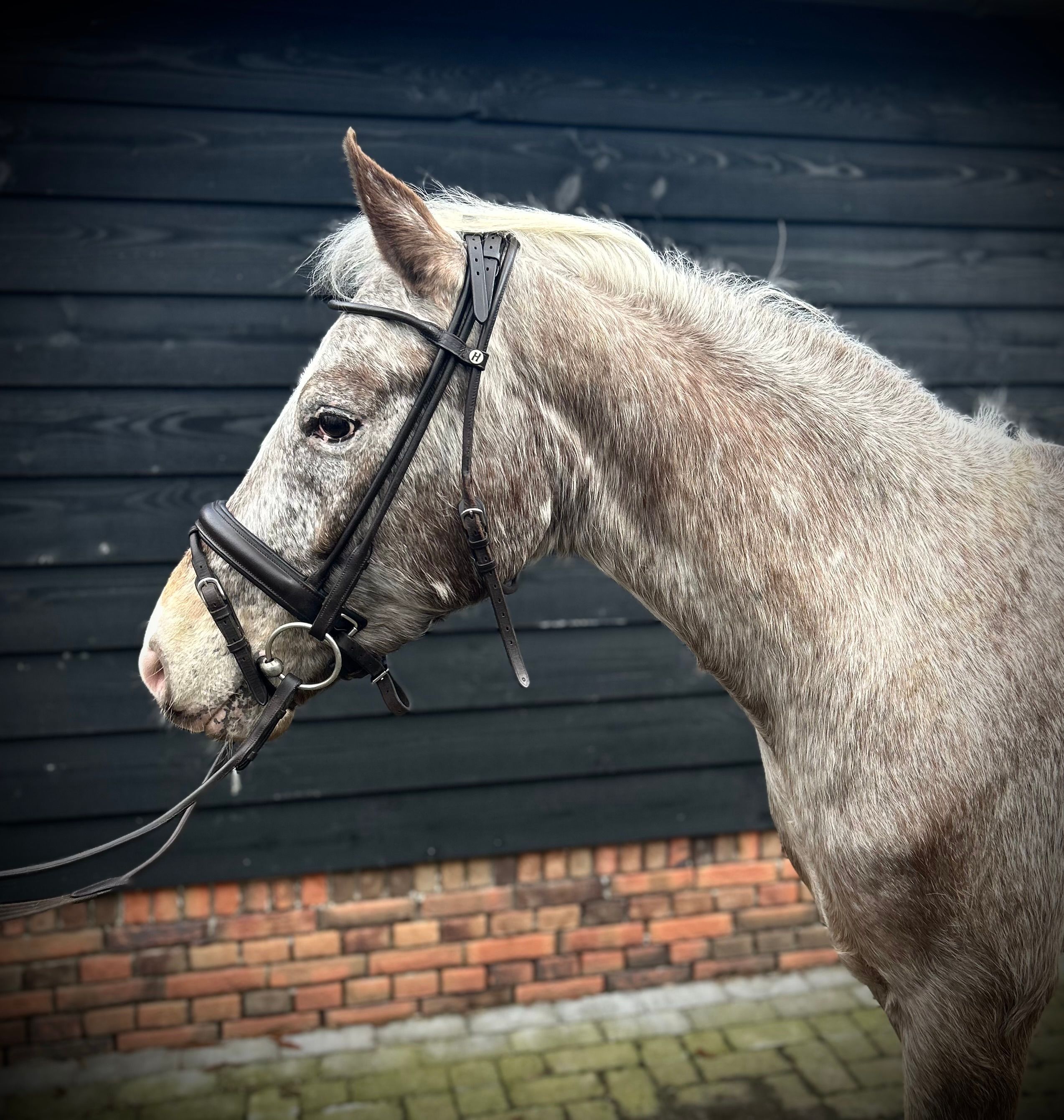 Super pony sportivo All-round dal colore unico (5 anni) C grande o D piccolo