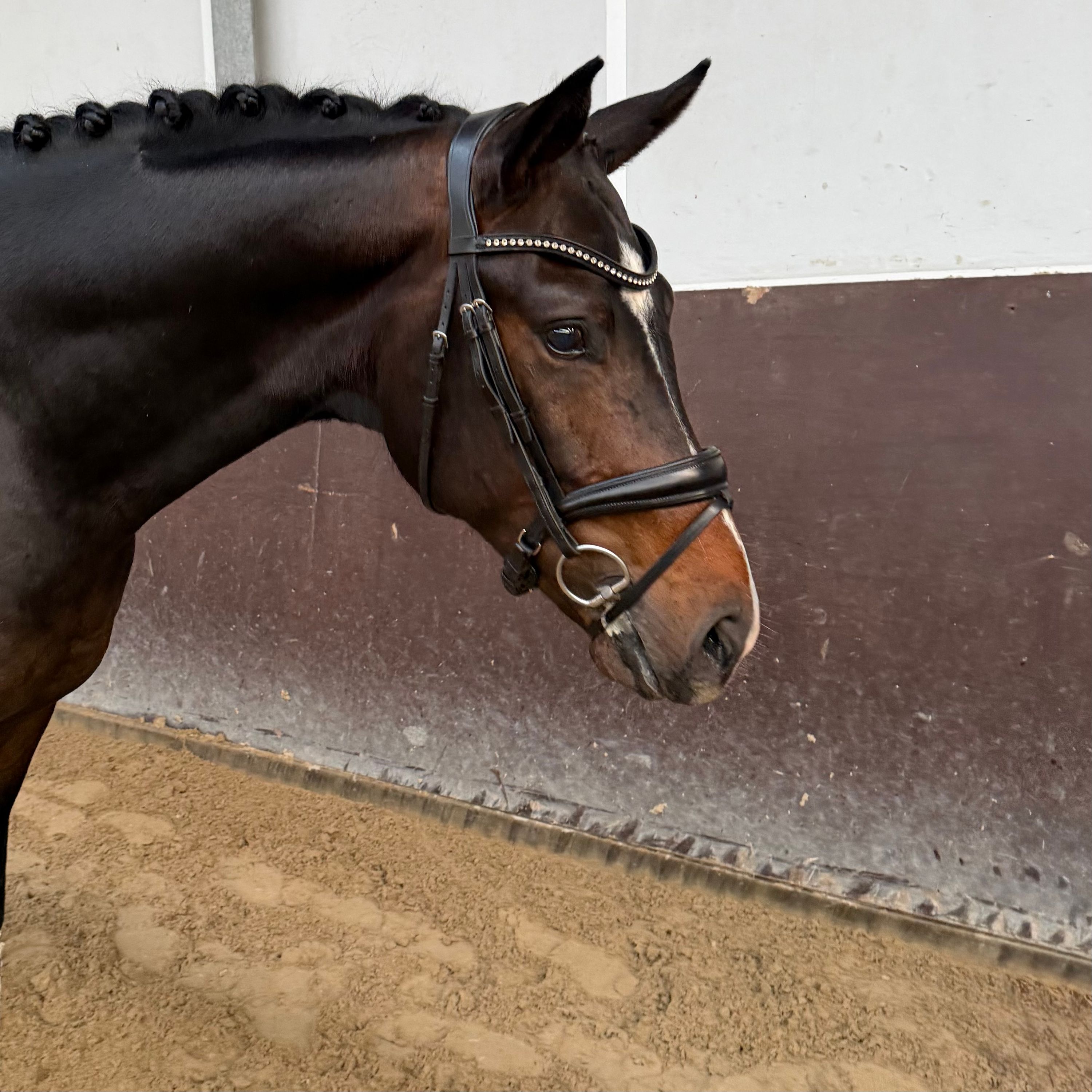 hannoveraan dressuurpaard hengst 3 years old donkerbruin for sale - Photo 3