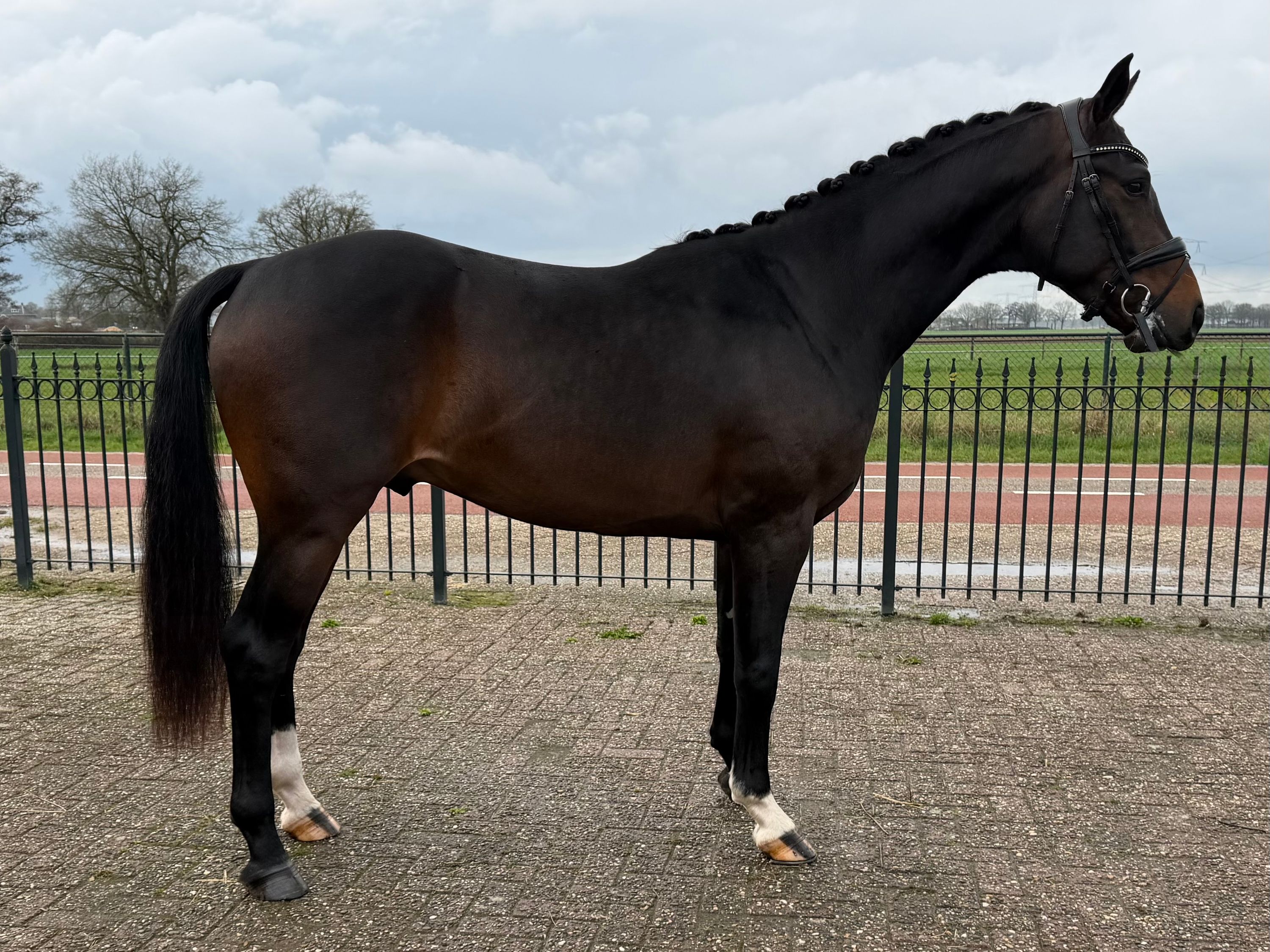 hannoveraan dressuurpaard hengst 3 years old donkerbruin for sale - Photo 2