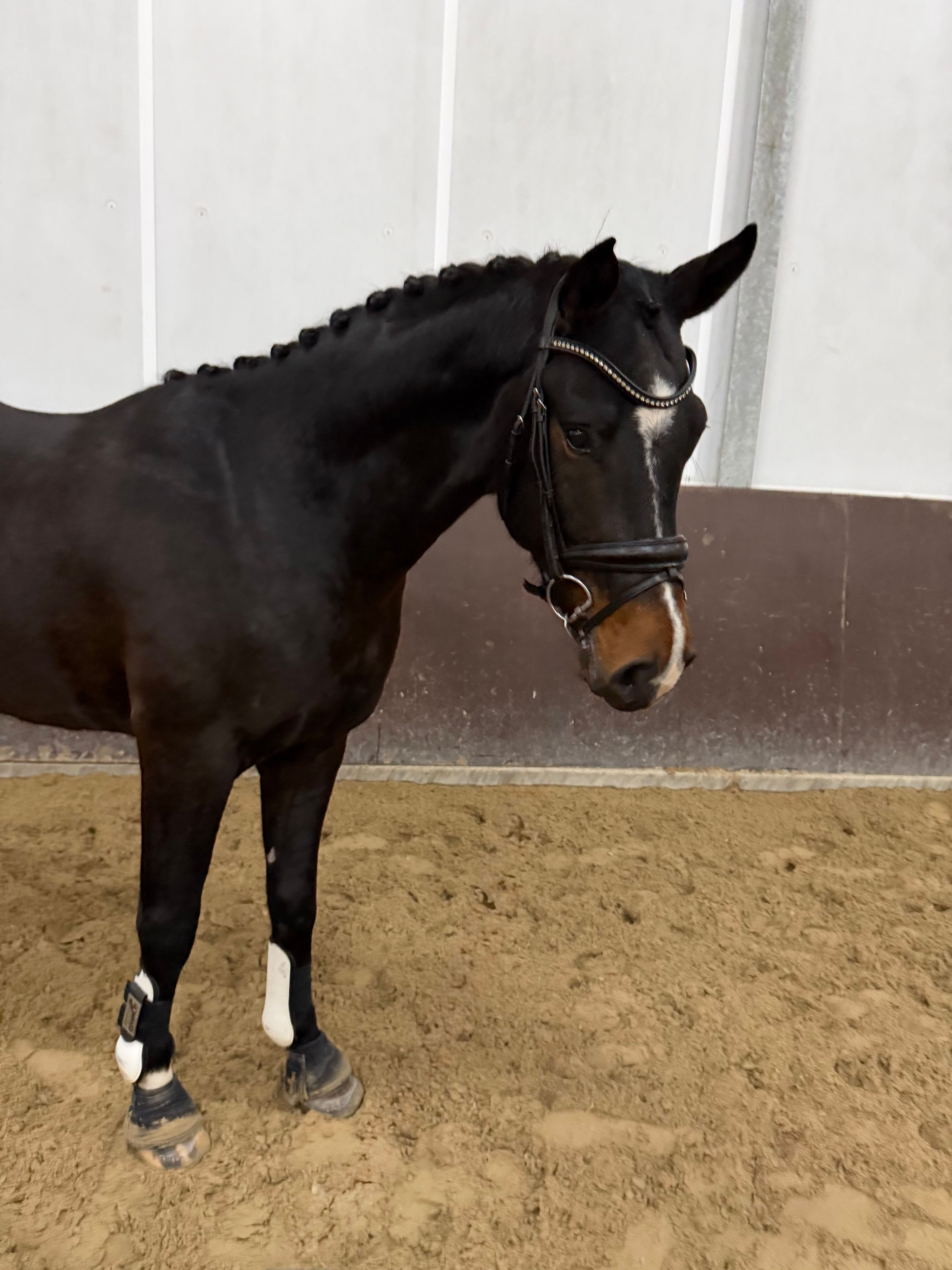 Sturdy 3-year-old dressage stallion
