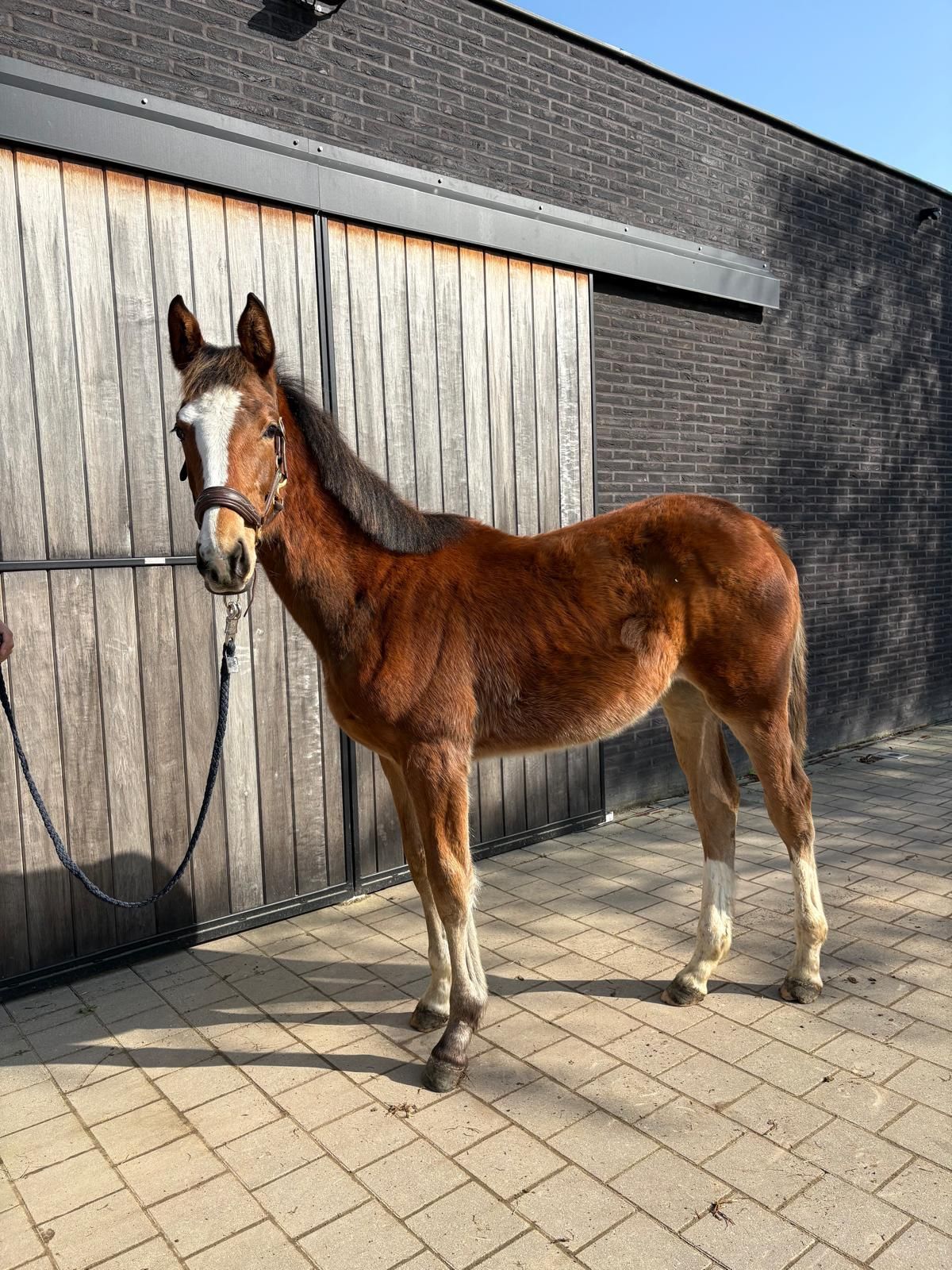 zangersheide springpaard merrie 1 years old vos for sale - Photo 5