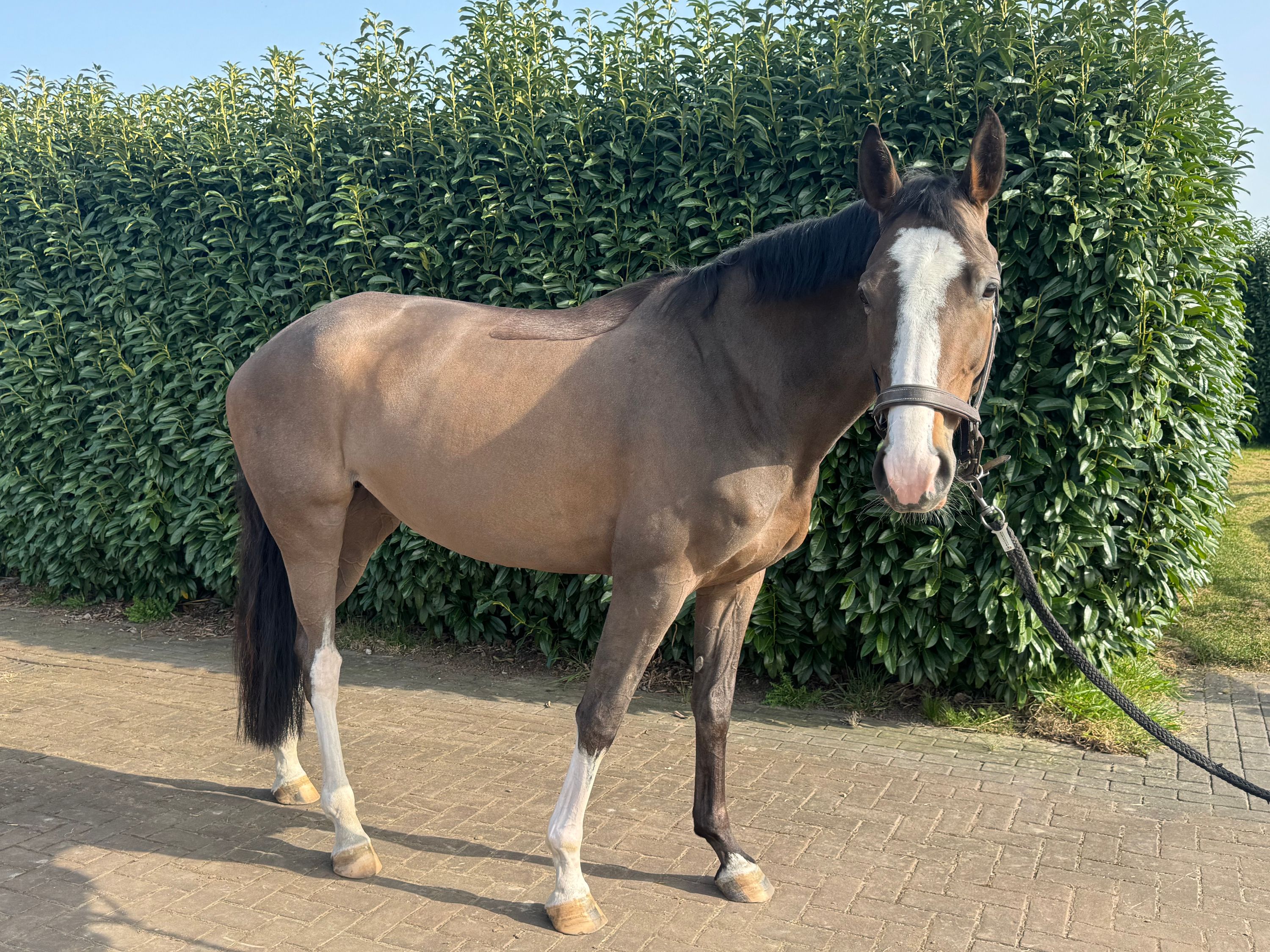 selle-francais springpaard merrie 5 jaar bruin te koop - Foto 3