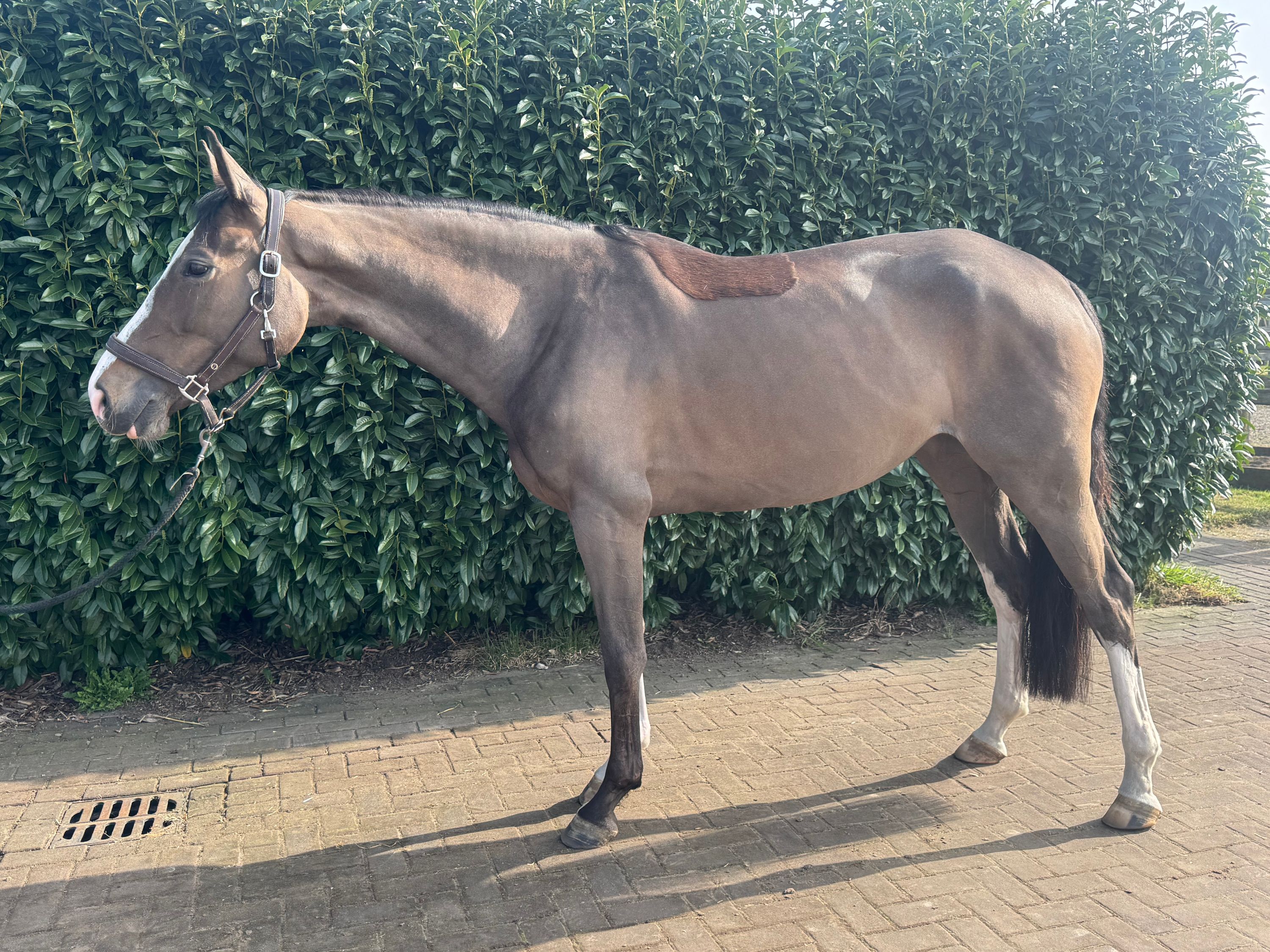 selle-francais springpaard merrie 5 jaar bruin te koop - Foto 2