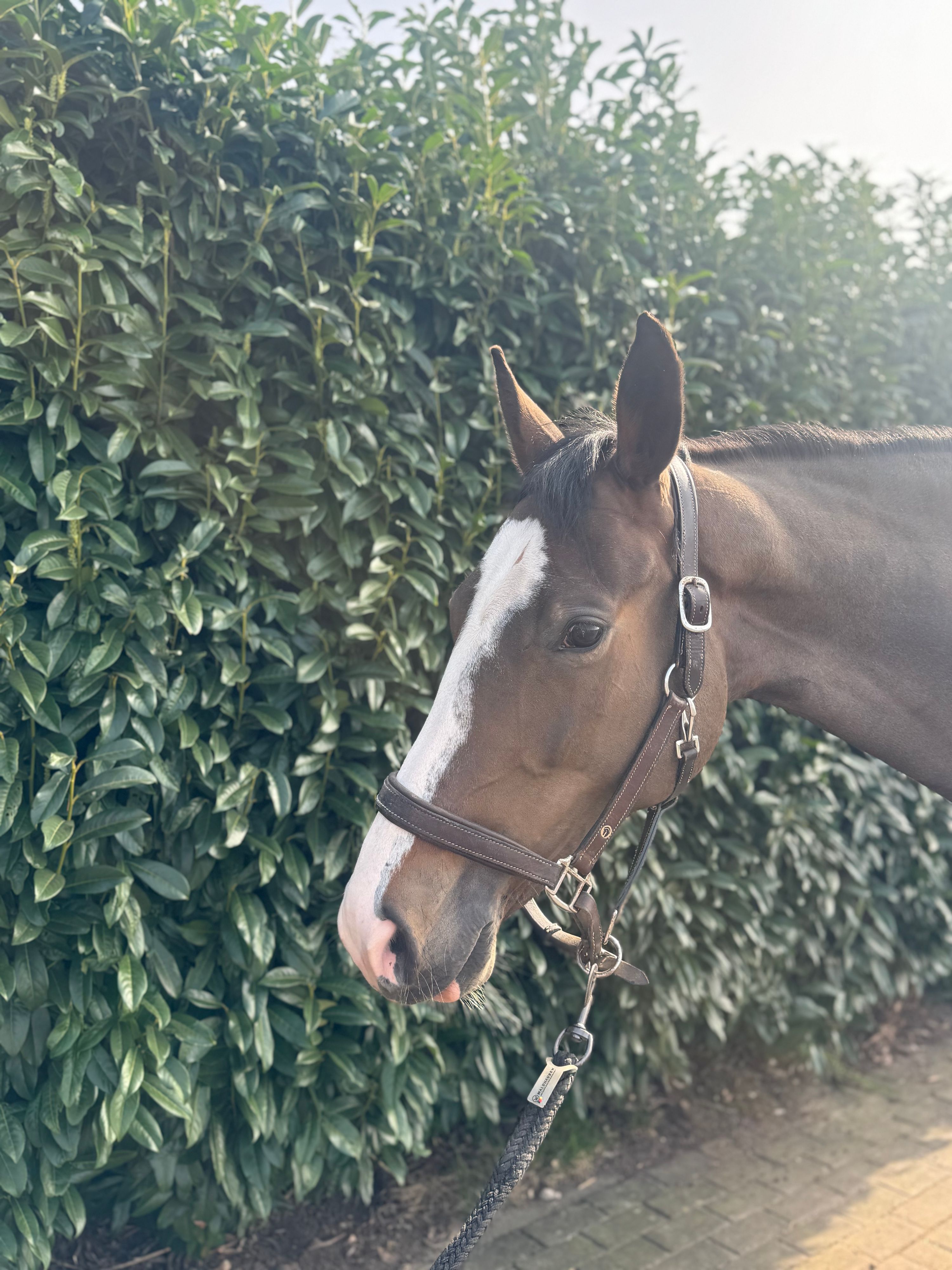 selle-francais springpaard merrie 5 jaar bruin te koop - Foto 4