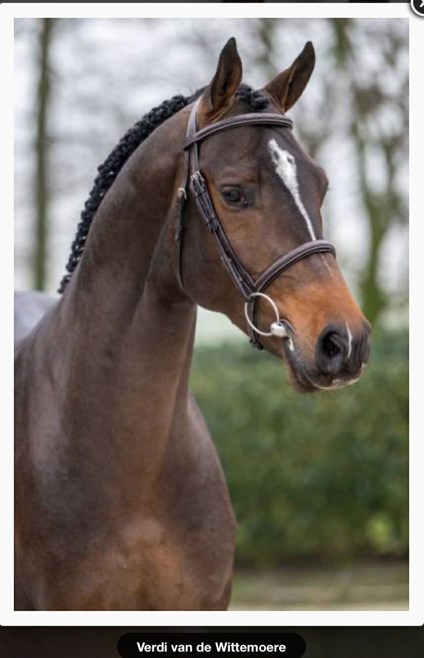 kwpn fokmerrie merrie 11 years old kastanje for sale - Photo 5