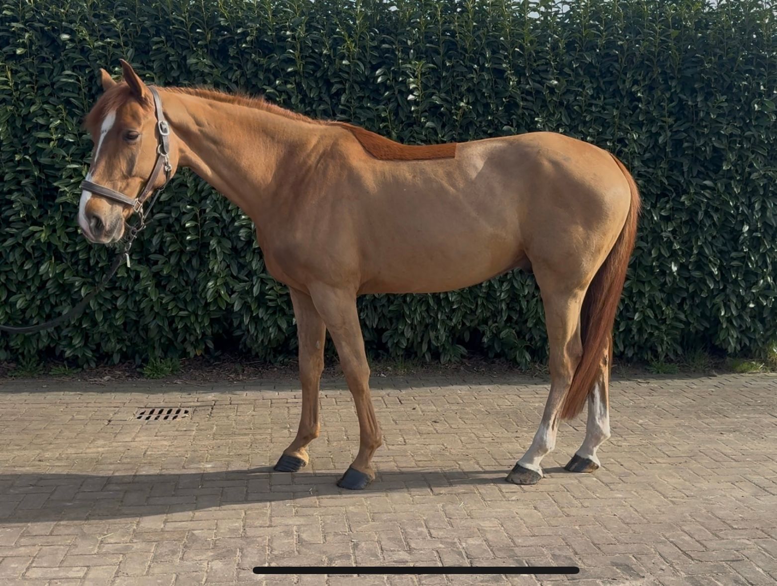 selle-francais springpaard ruin 5 years old vos for sale - Photo 3