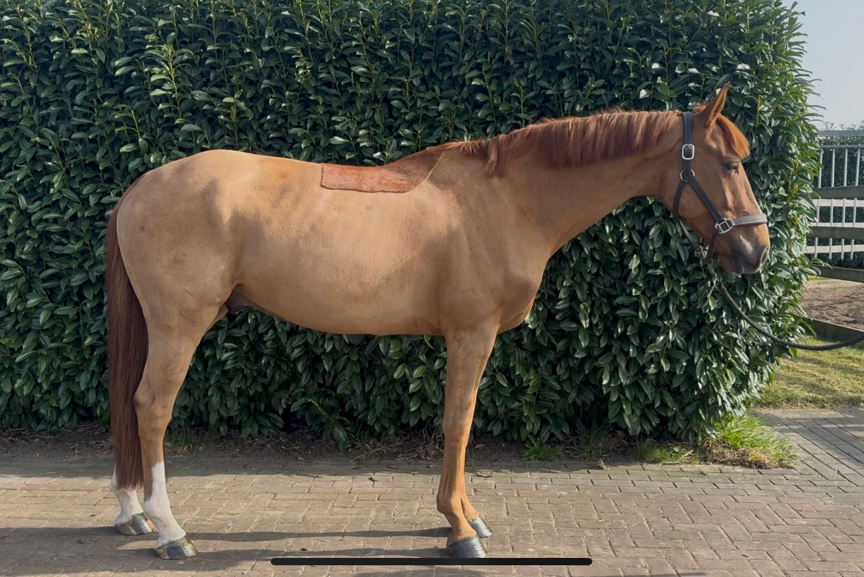 5yo gelding brave jumping 110