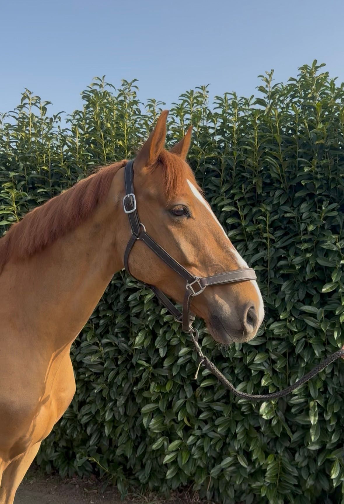selle-francais springpaard ruin 5 years old vos for sale - Photo 2