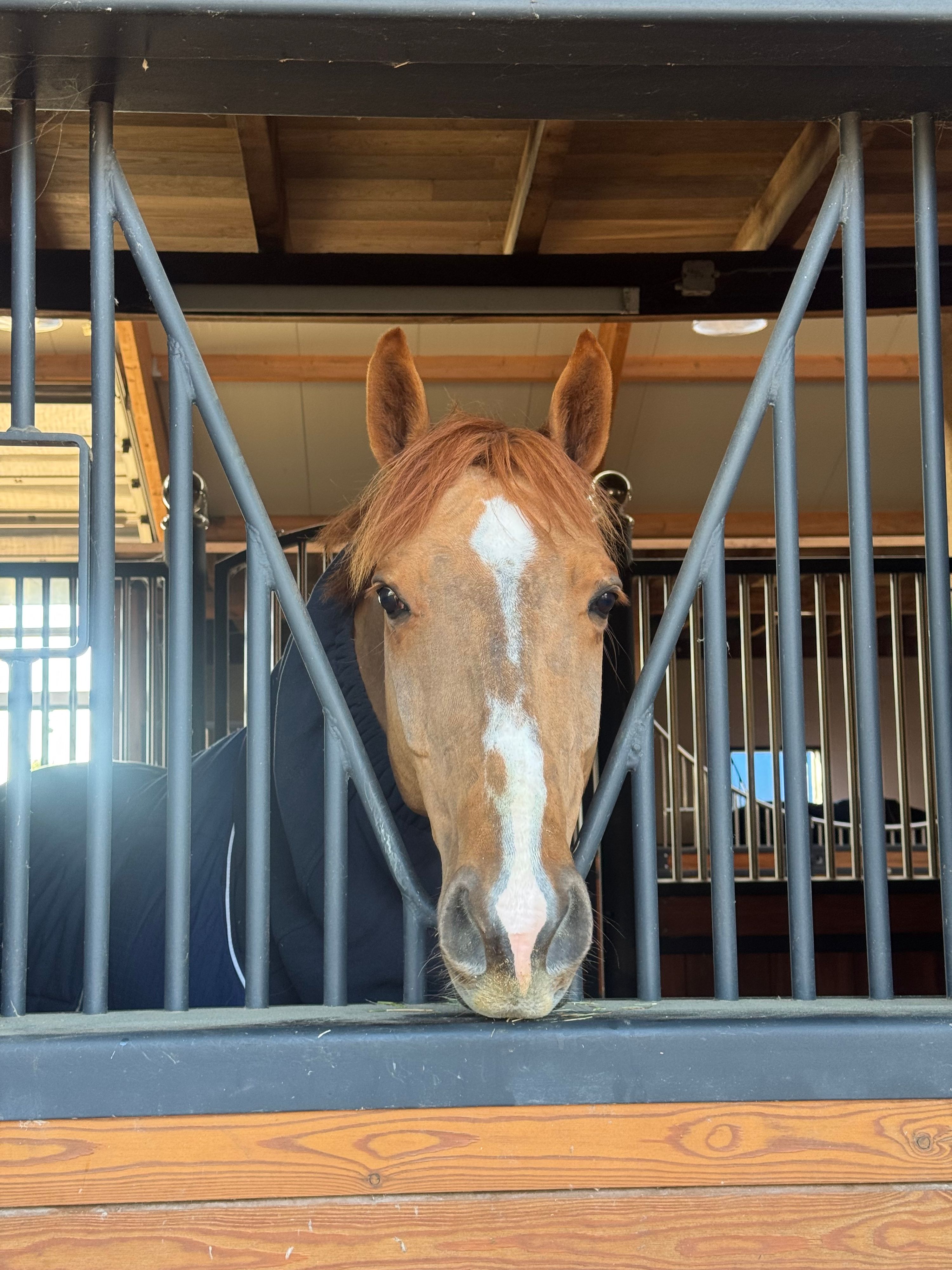selle-francais springpaard ruin 5 years old vos for sale - Photo 4