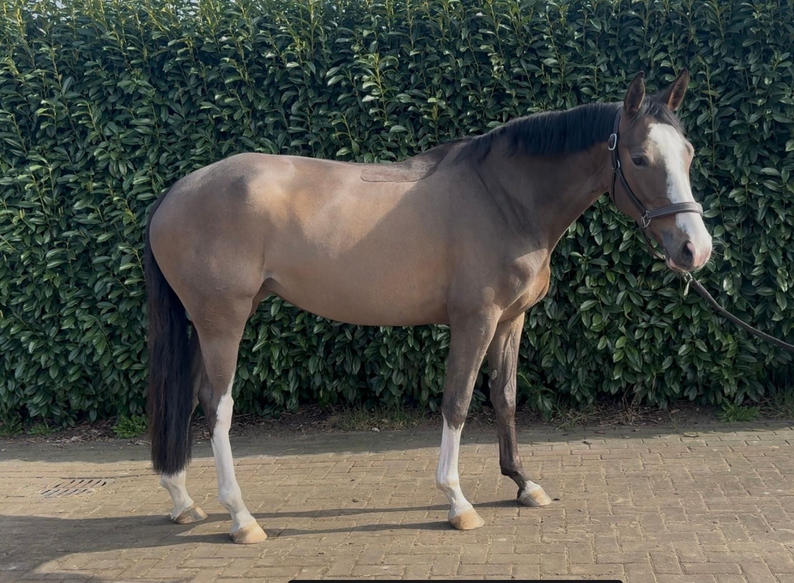 Beautiful amateur 5yo mare