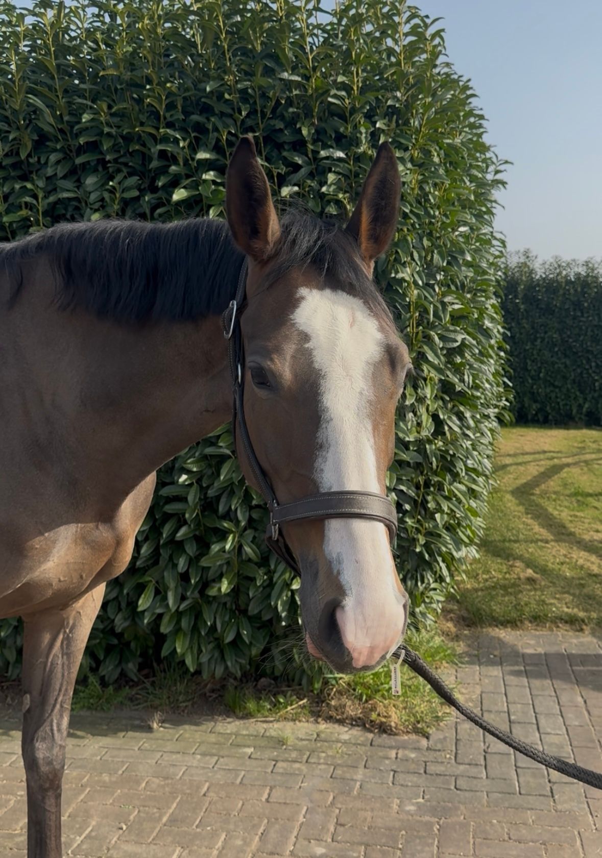 selle-francais springpaard merrie 5 jaar bruin te koop - Foto 5