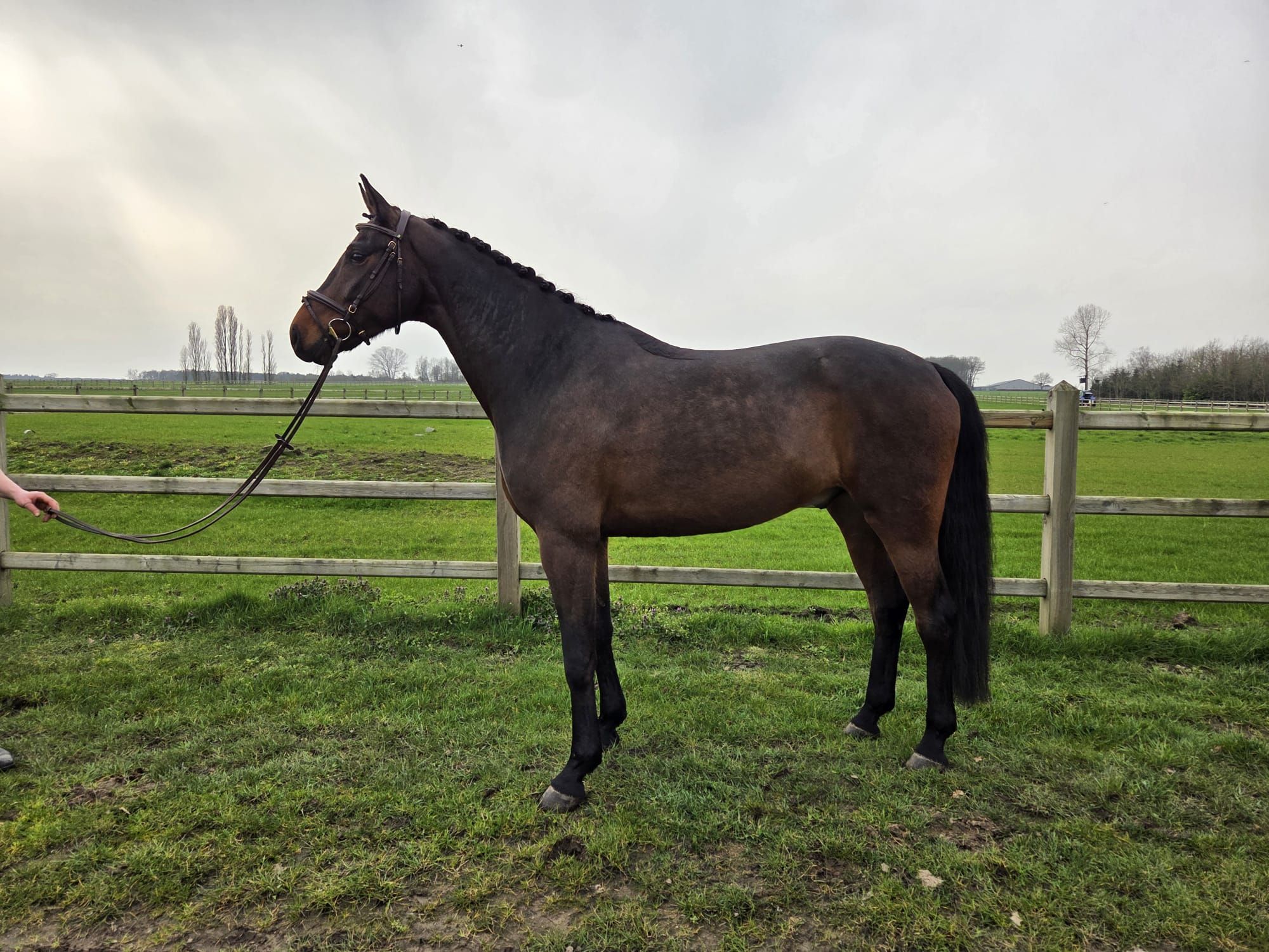 oldenburg dressuurpaard ruin 5 ans à vendre - Photo 2