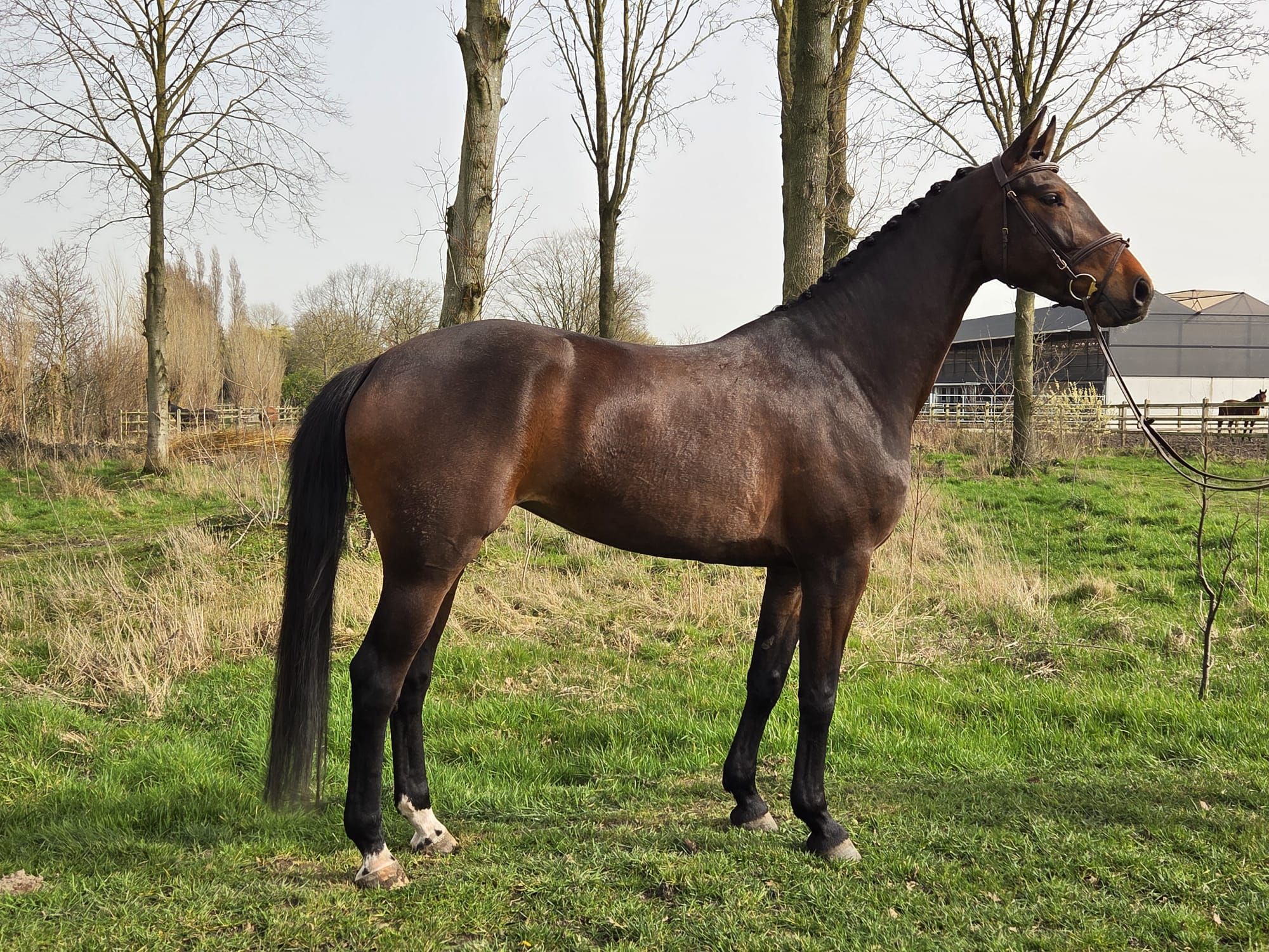 oldenburg dressuurpaard merrie 5 ans donkerbruin à vendre - Photo 2