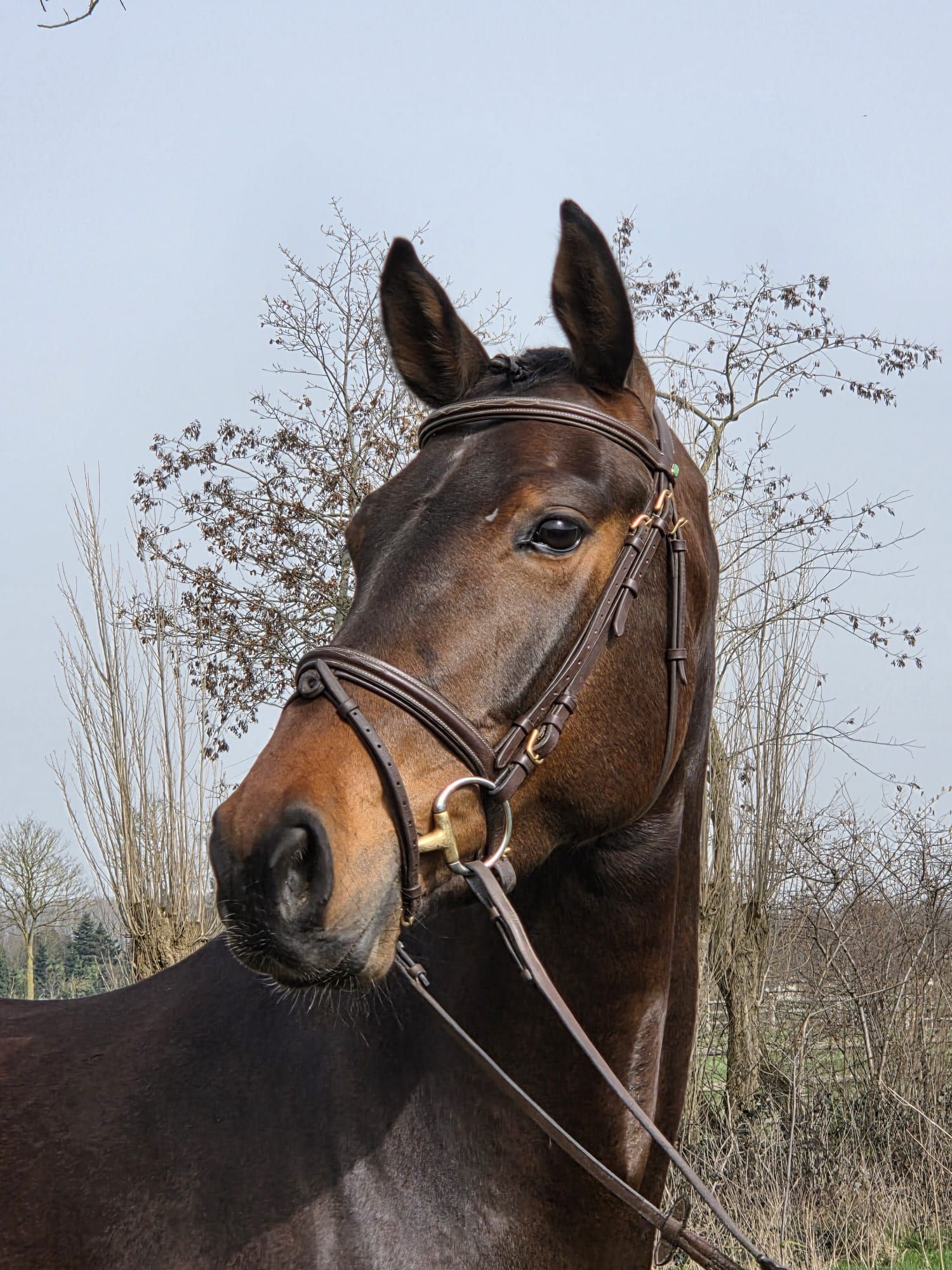 oldenburg dressuurpaard merrie 5 ans donkerbruin à vendre - Photo 3